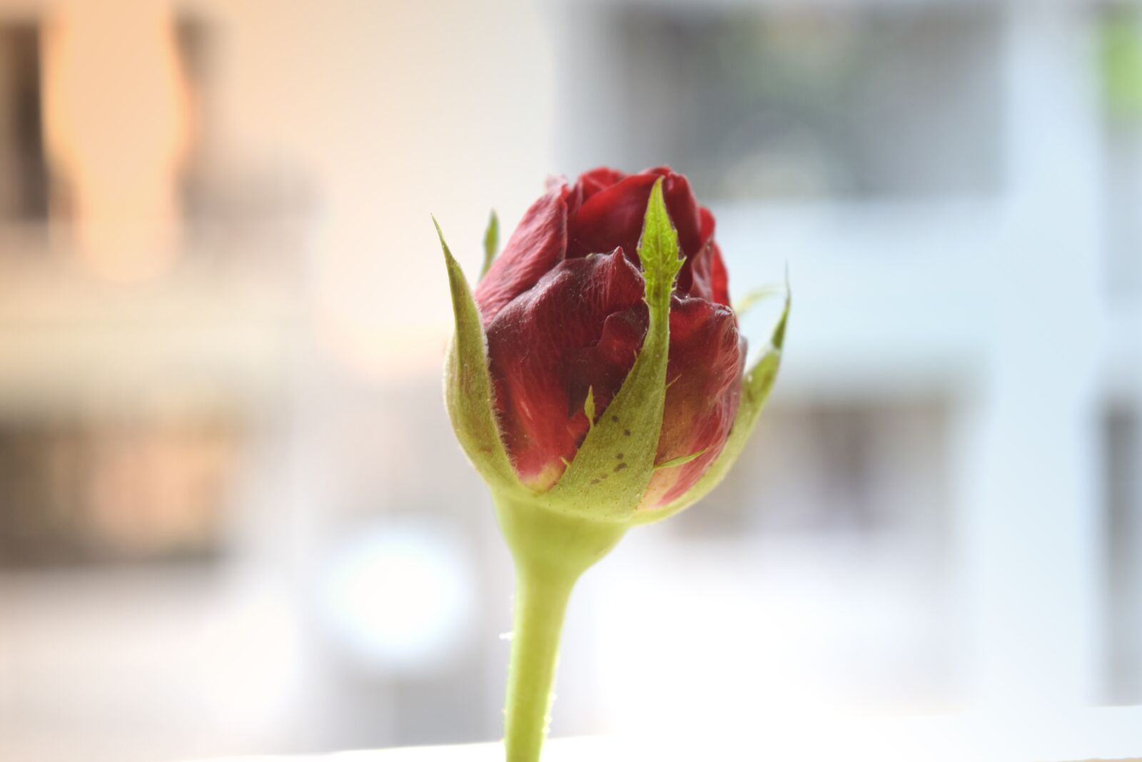 Nikon D5300 sample photo. Flower, love, romantic photography