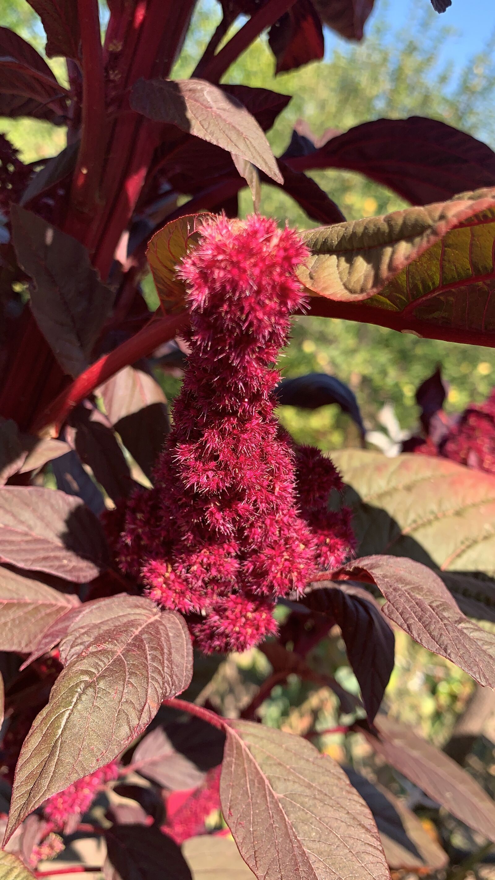 iPhone XR back camera 4.25mm f/1.8 sample photo. Flowers, nature, colorful photography