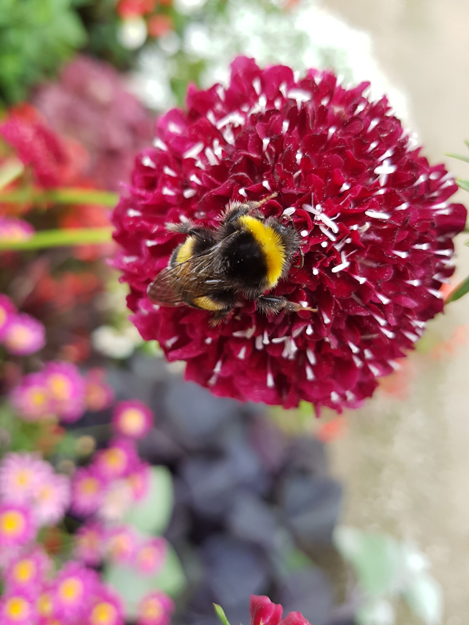 Samsung Galaxy S7 Edge sample photo. Hummel, flower, red photography