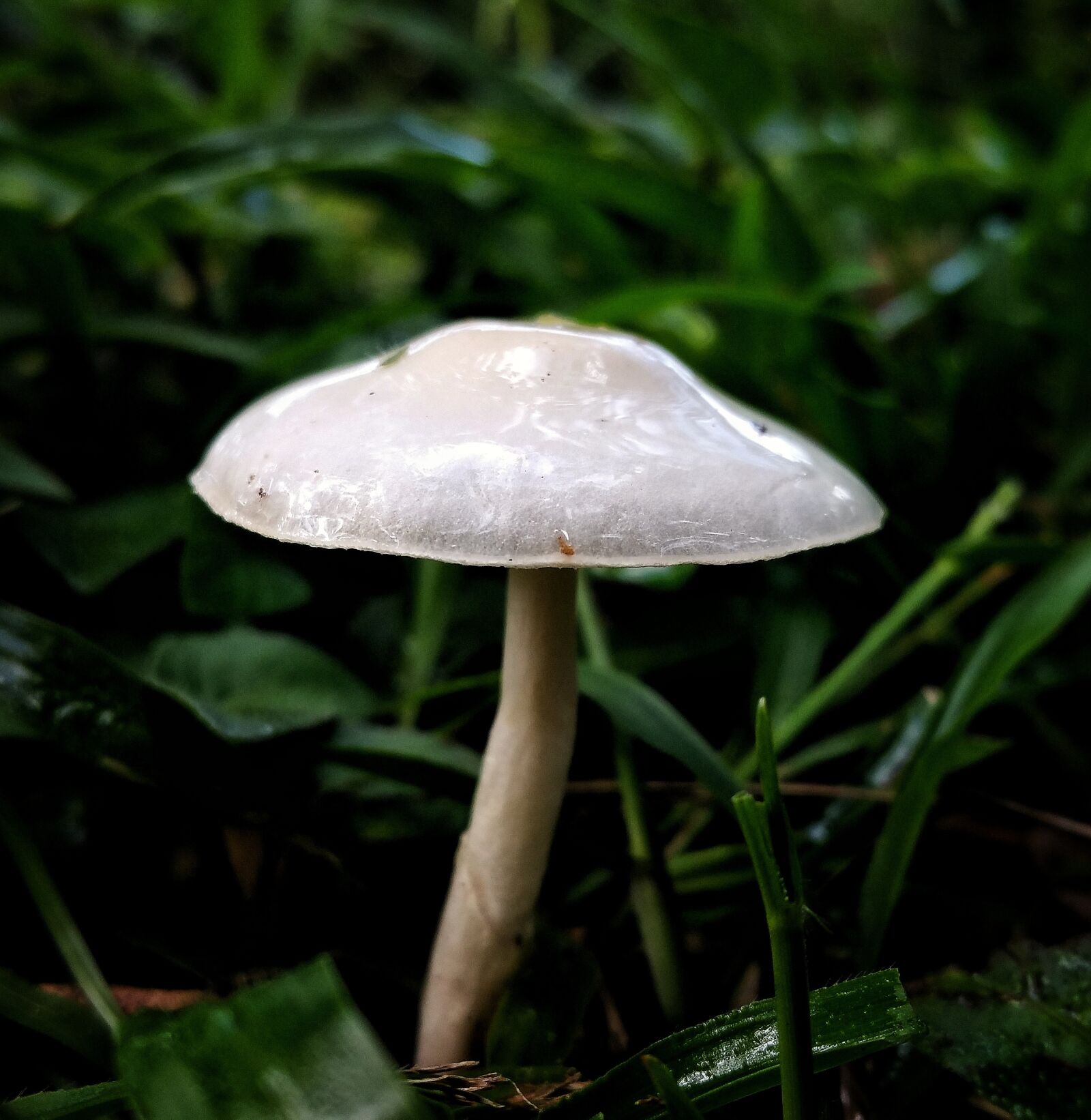 Samsung Galaxy Note4 sample photo. Mushroom, fungus, white photography