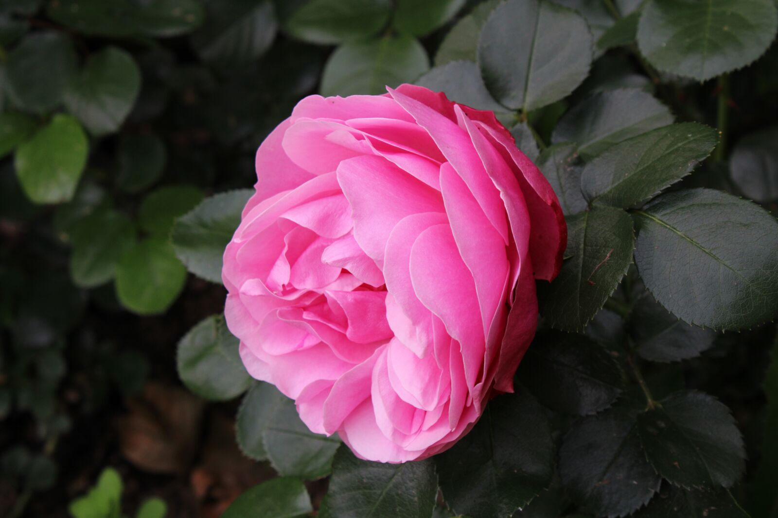 Canon EOS 2000D (EOS Rebel T7 / EOS Kiss X90 / EOS 1500D) sample photo. Nature, flowers, spring photography