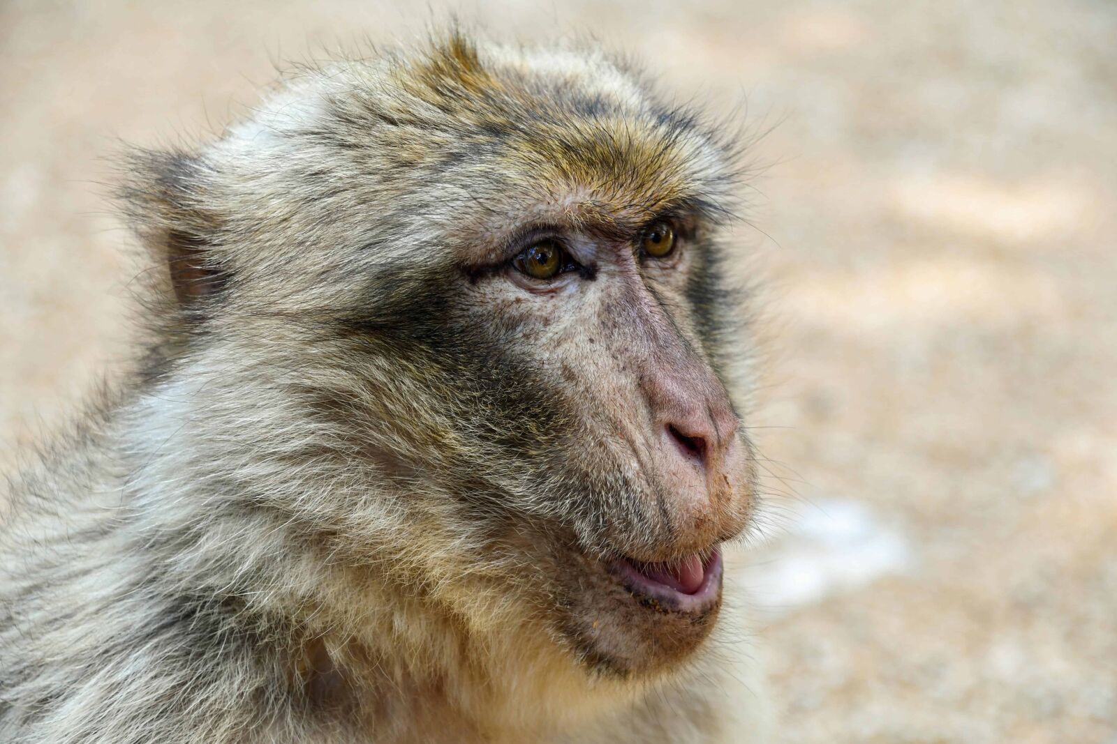 Nikon D500 sample photo. Wildlife, animal, monkey, primate photography