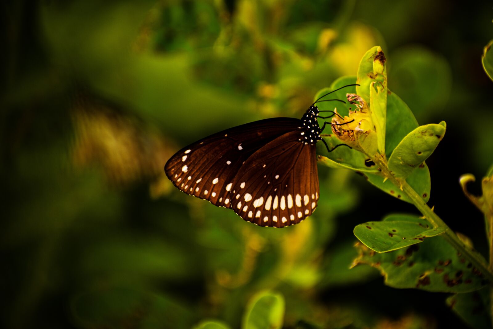 Nikon D3400 sample photo. Butterfly, bird, insect photography