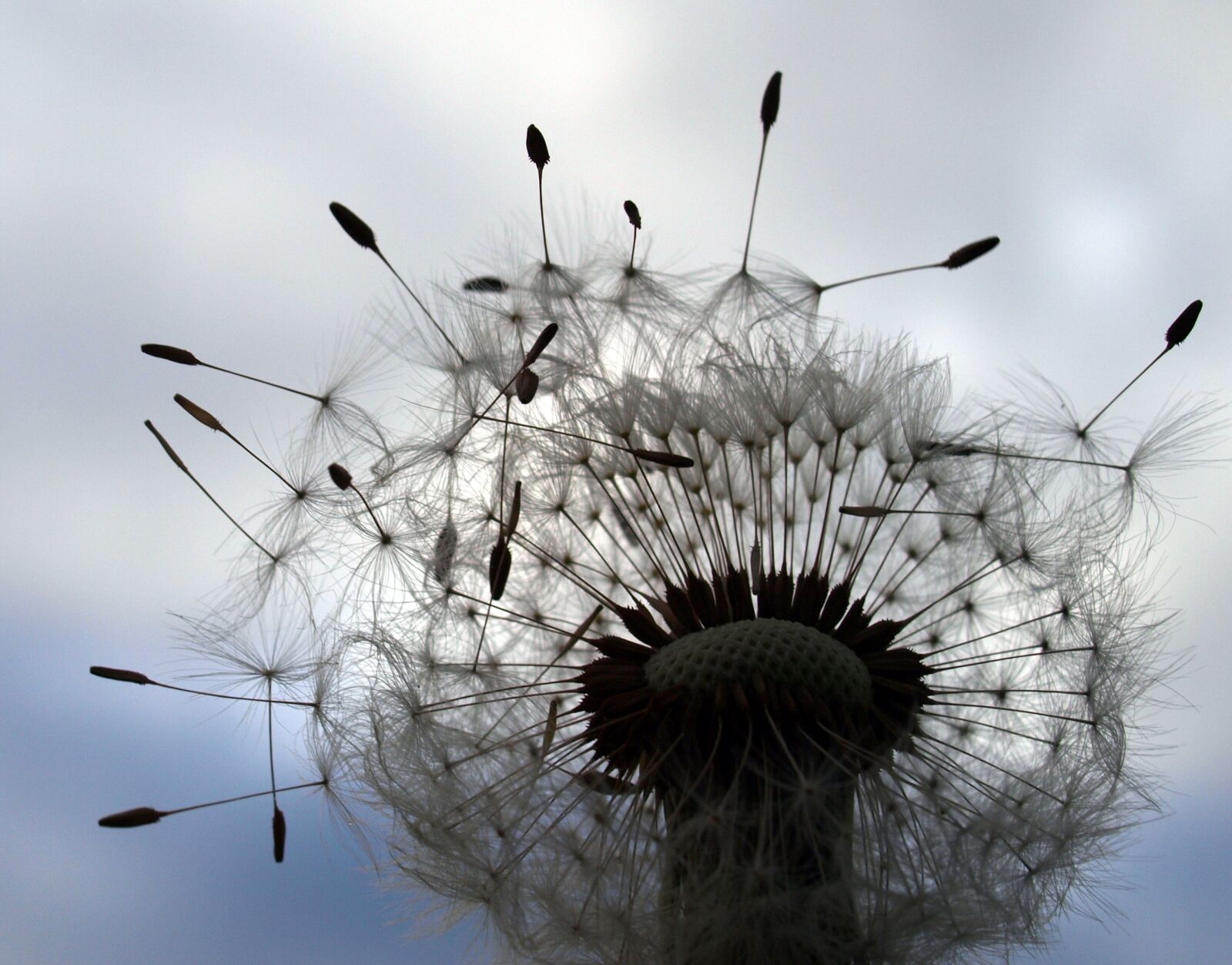 Olympus E-520 (EVOLT E-520) sample photo. Dandilion, flower, plant photography