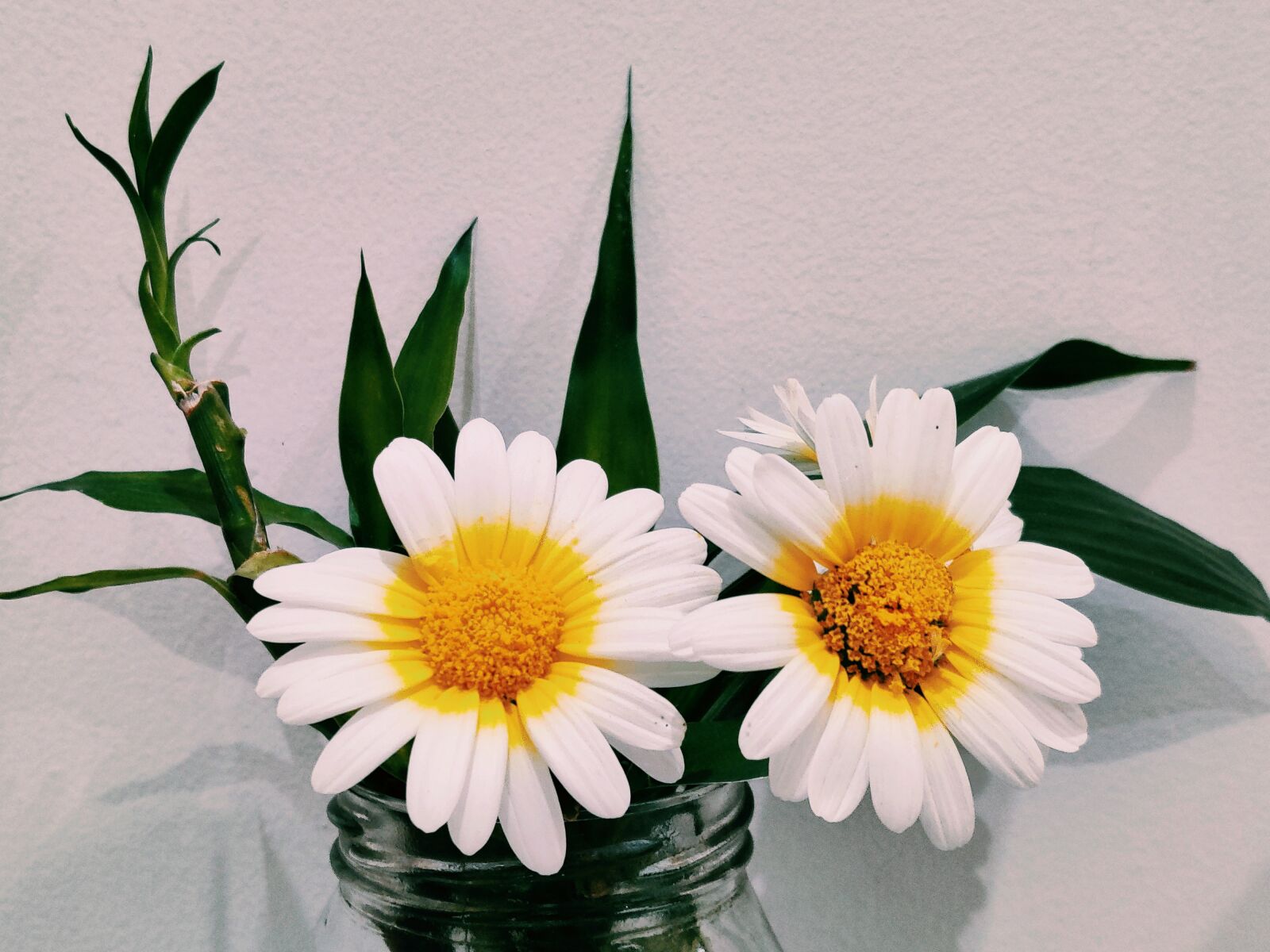 OnePlus HD1901 sample photo. A pair of daisy photography