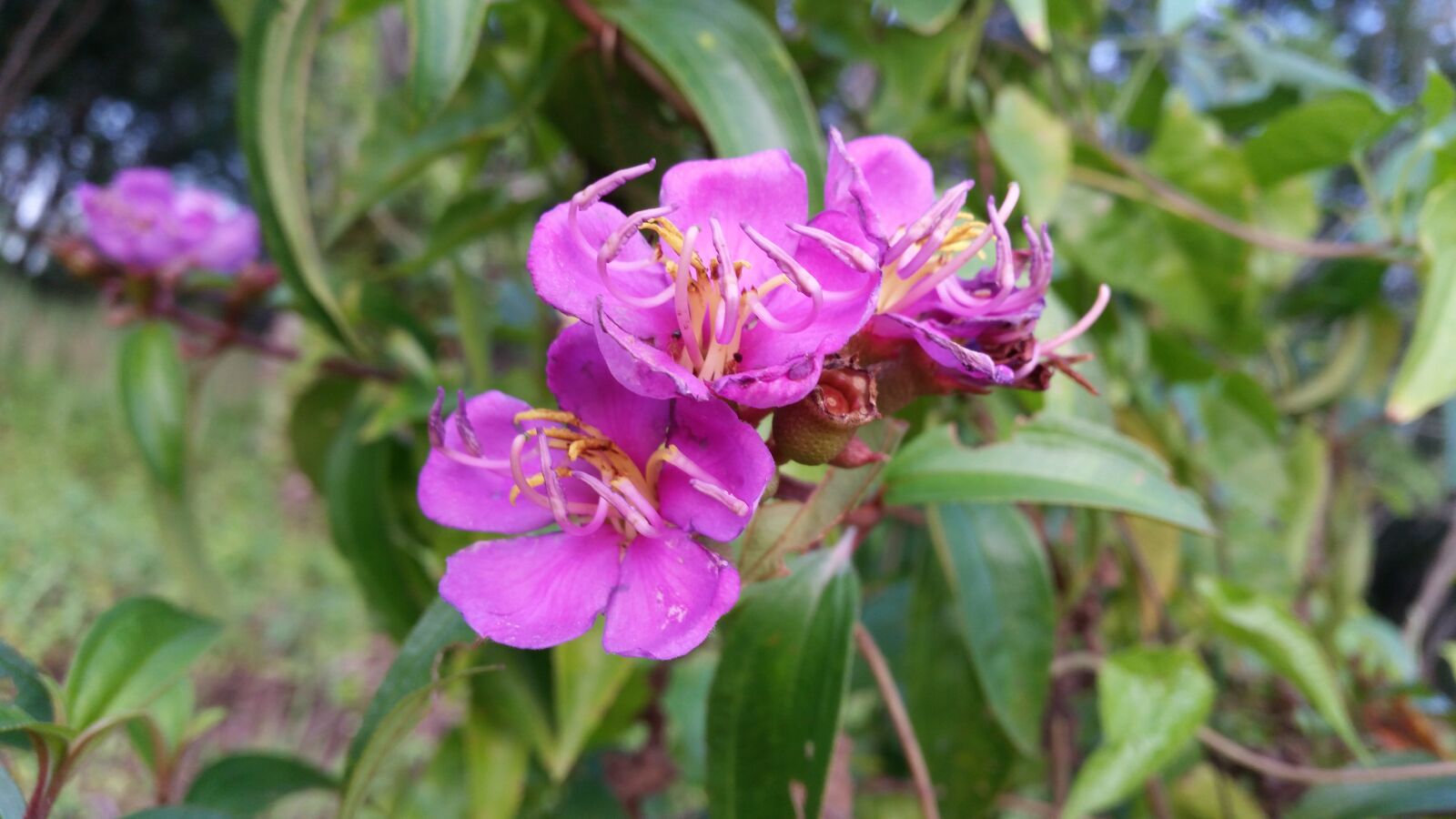 Samsung Galaxy S5 sample photo. Flower, flowers, flowers thailand photography