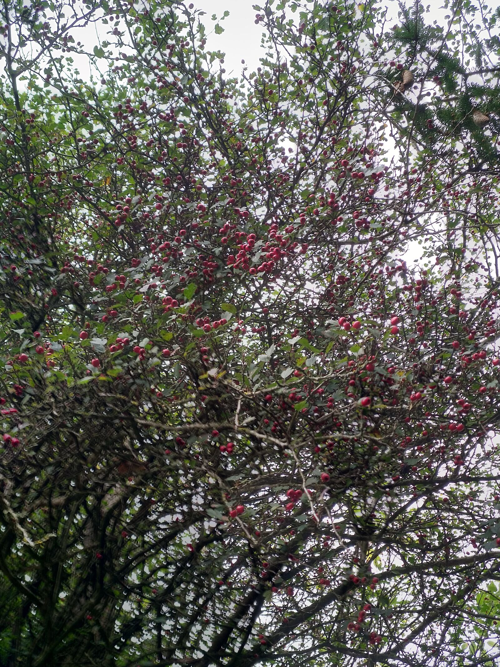 HMD Global Nokia 7 plus sample photo