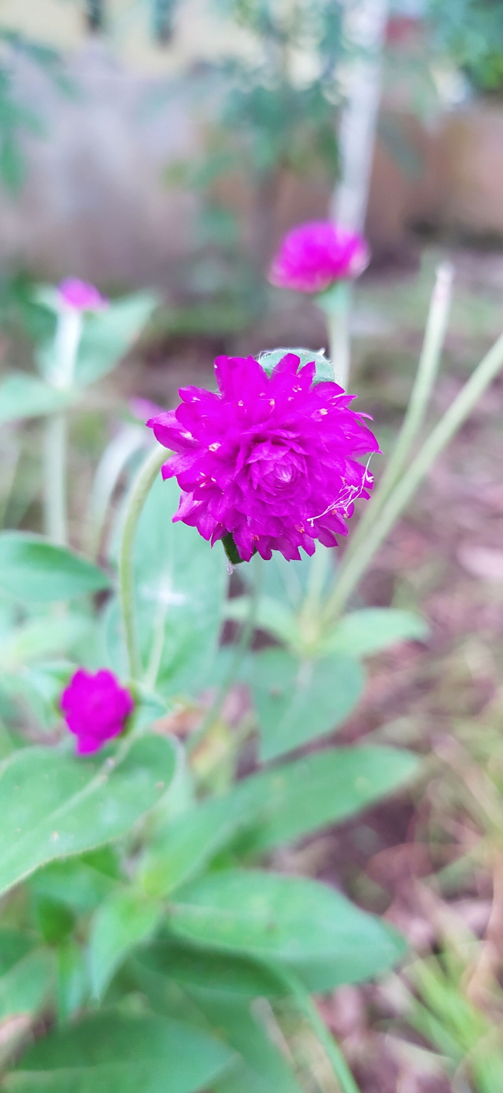 Xiaomi Redmi Note 8 sample photo. Flowers, grass, beautiful photography