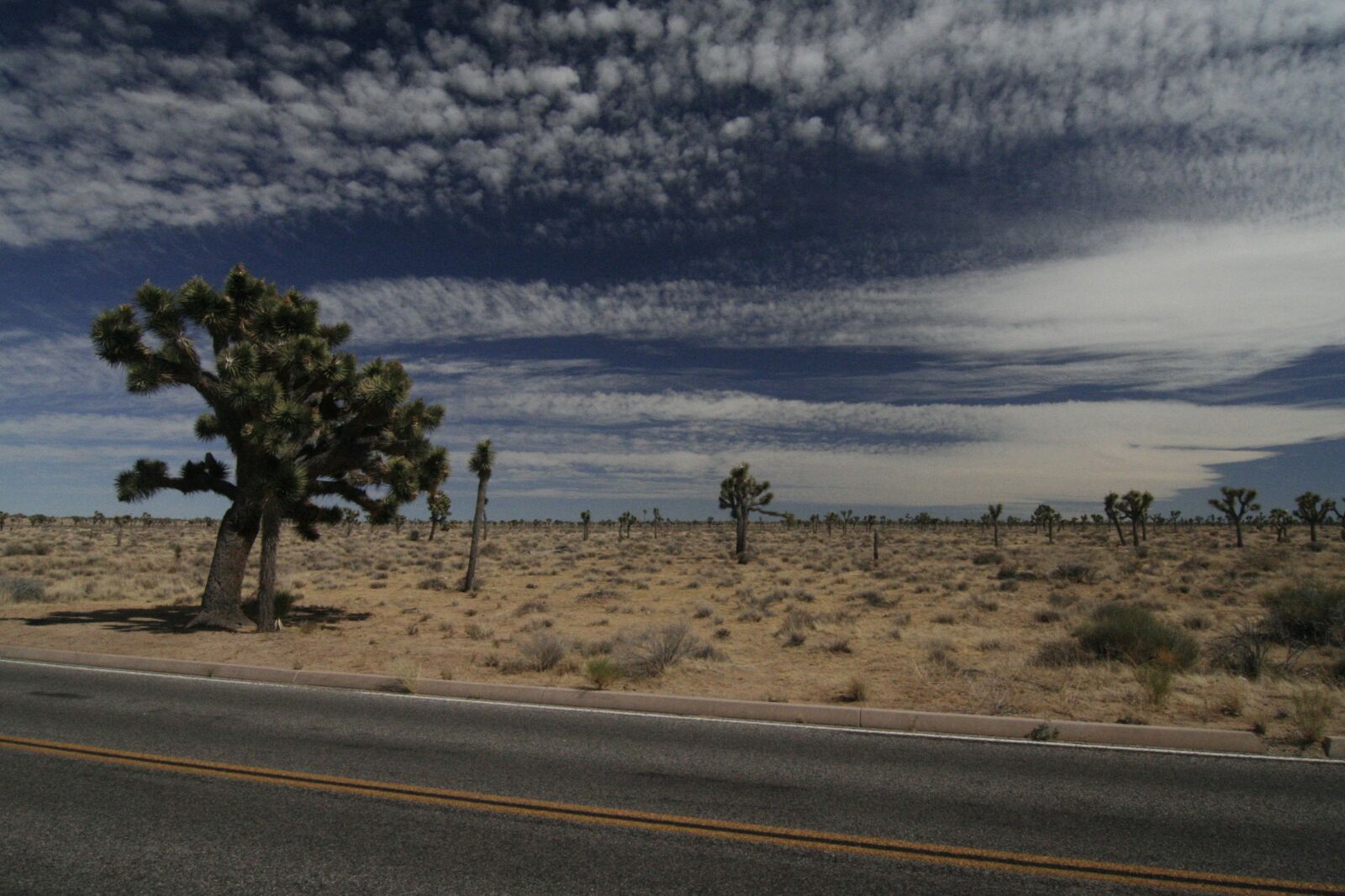 Canon EOS 350D (EOS Digital Rebel XT / EOS Kiss Digital N) sample photo. Joshua tree, tree, national photography