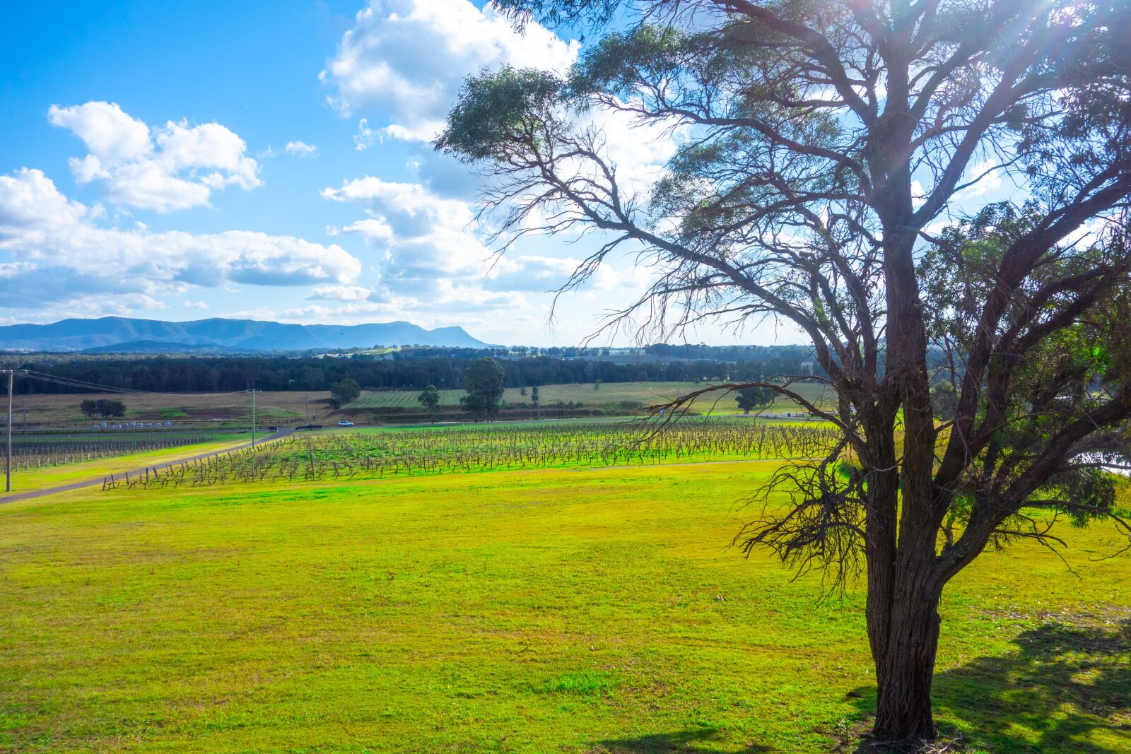 Sony Cyber-shot DSC-RX100 sample photo. Hunter valley region nsw photography