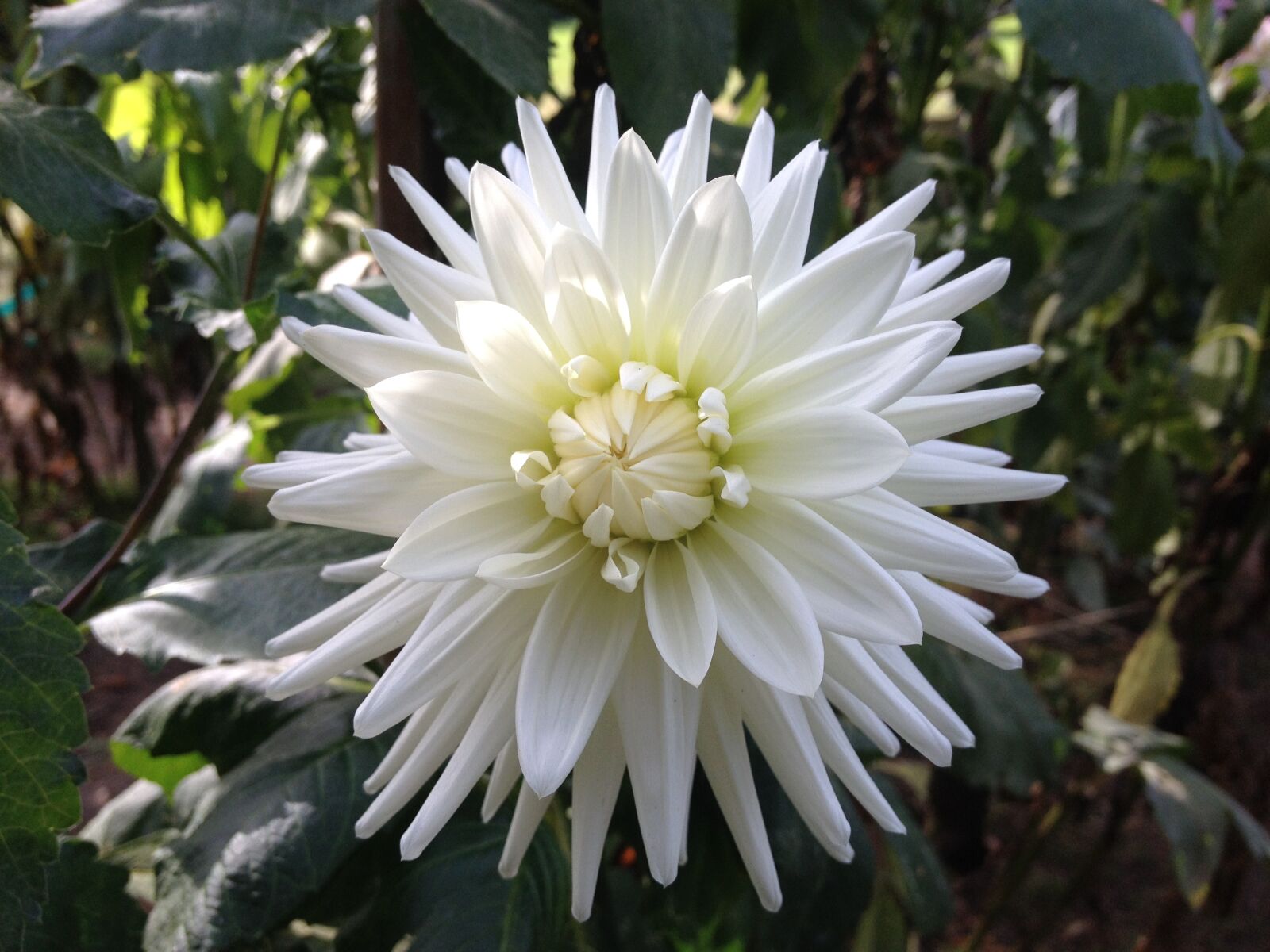 iPhone 4S back camera 4.28mm f/2.4 sample photo. Flower, white, petal photography