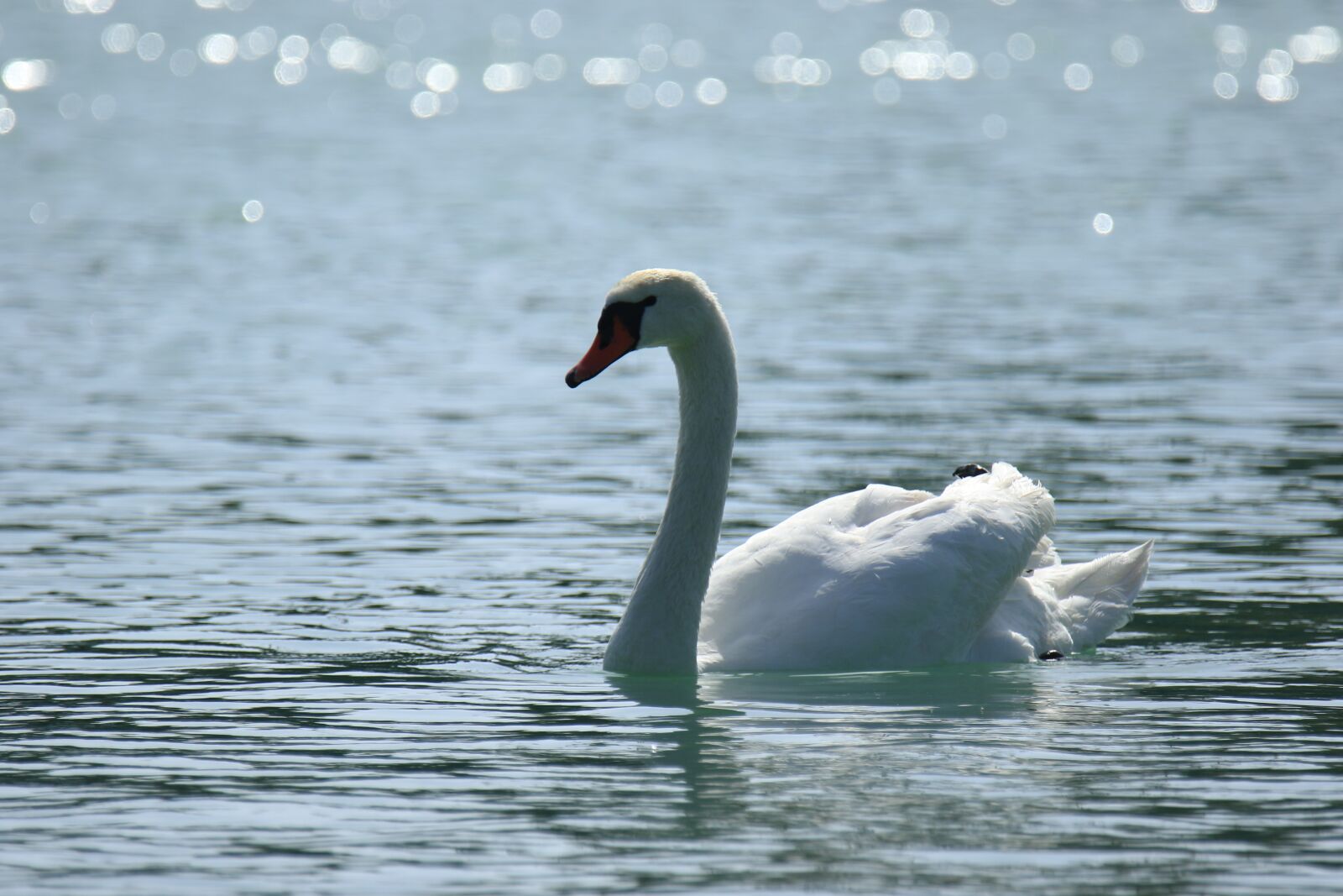 Canon EOS 7D Mark II sample photo. Swan, white, lake photography