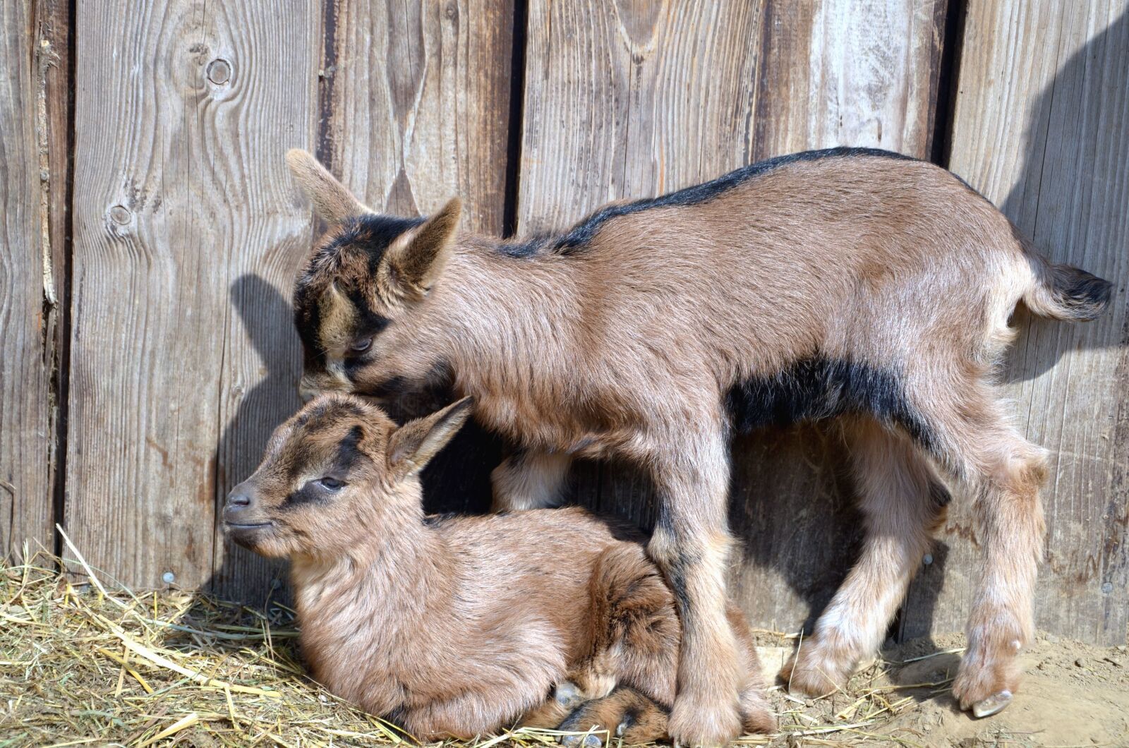 Nikon D5100 sample photo. Goat, hay, fence, tree photography