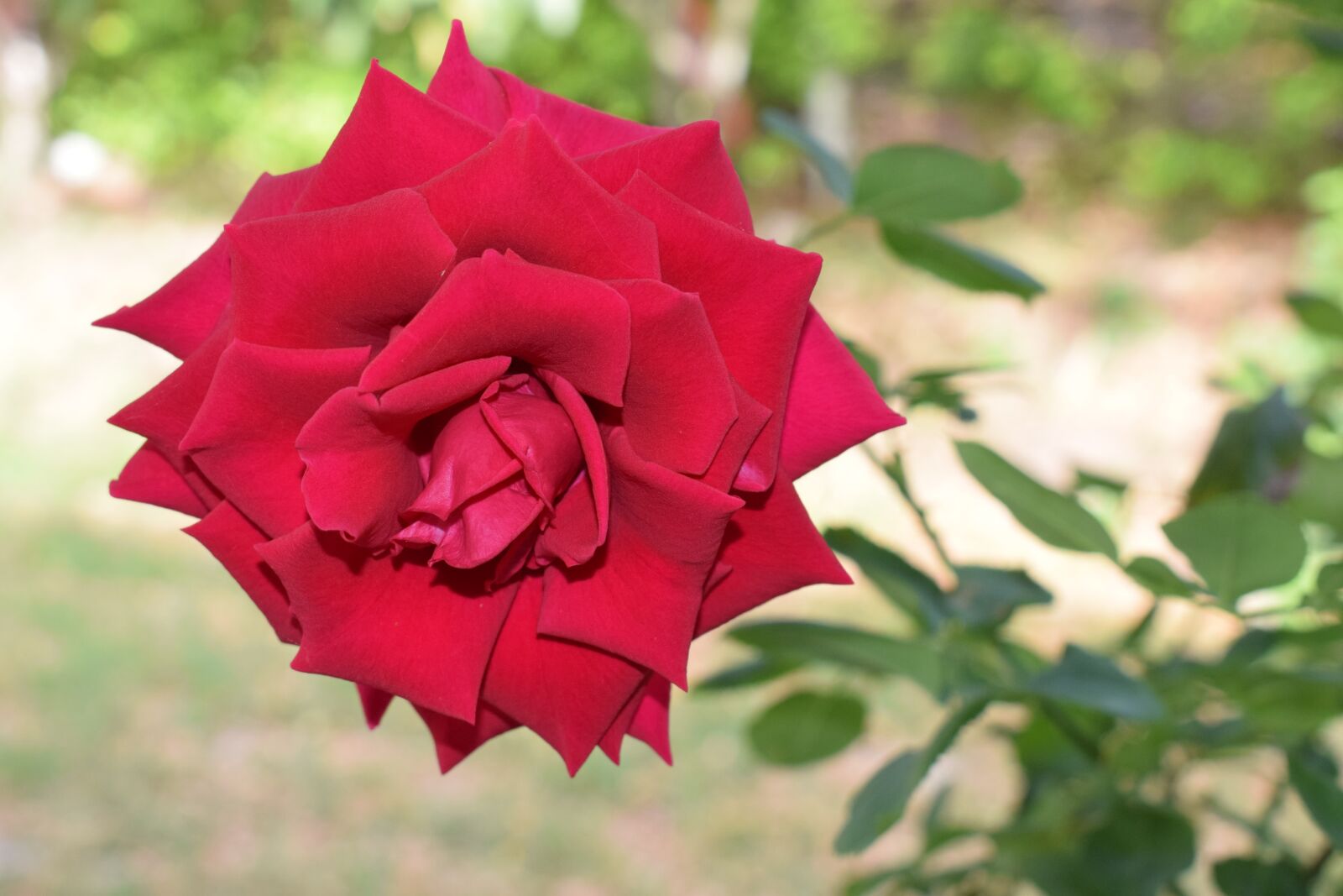 Nikon D5300 sample photo. Colombia, flowers, roses photography