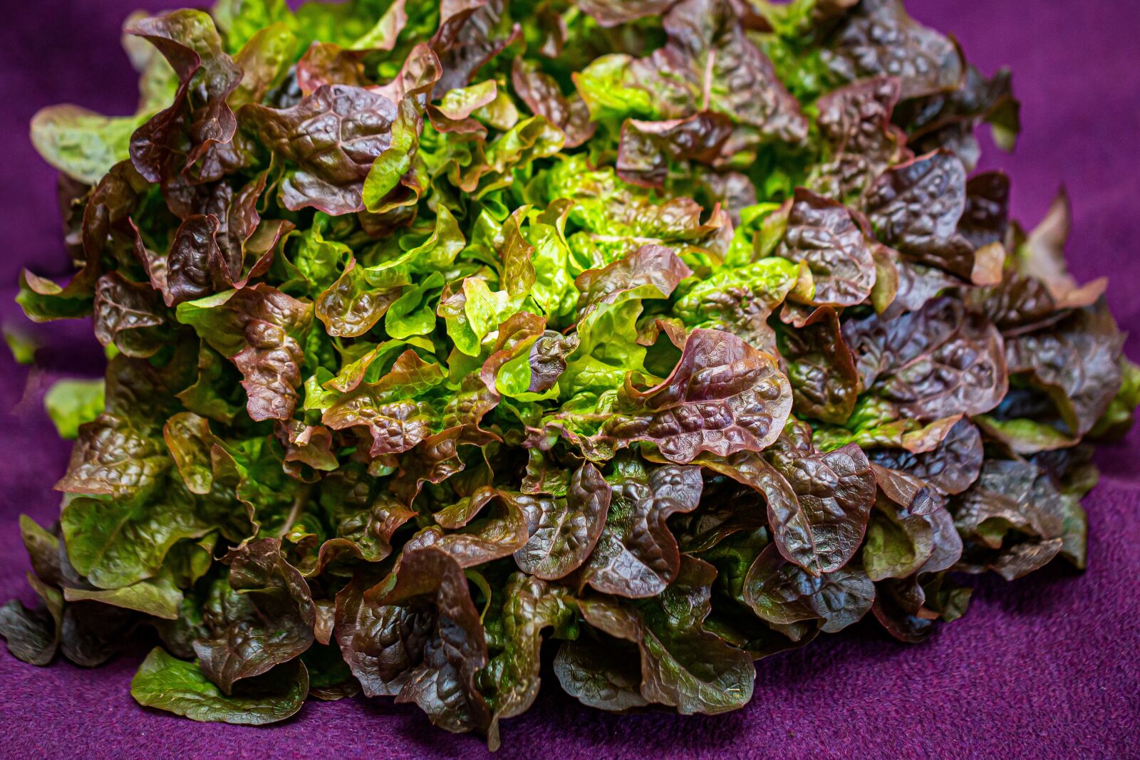 Canon EF 100mm F2.8L Macro IS USM sample photo. Salad, oak leaf lettuce photography