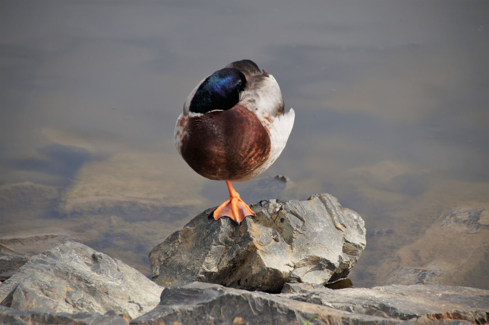 Sony SLT-A58 sample photo. Duck, wild, drake photography