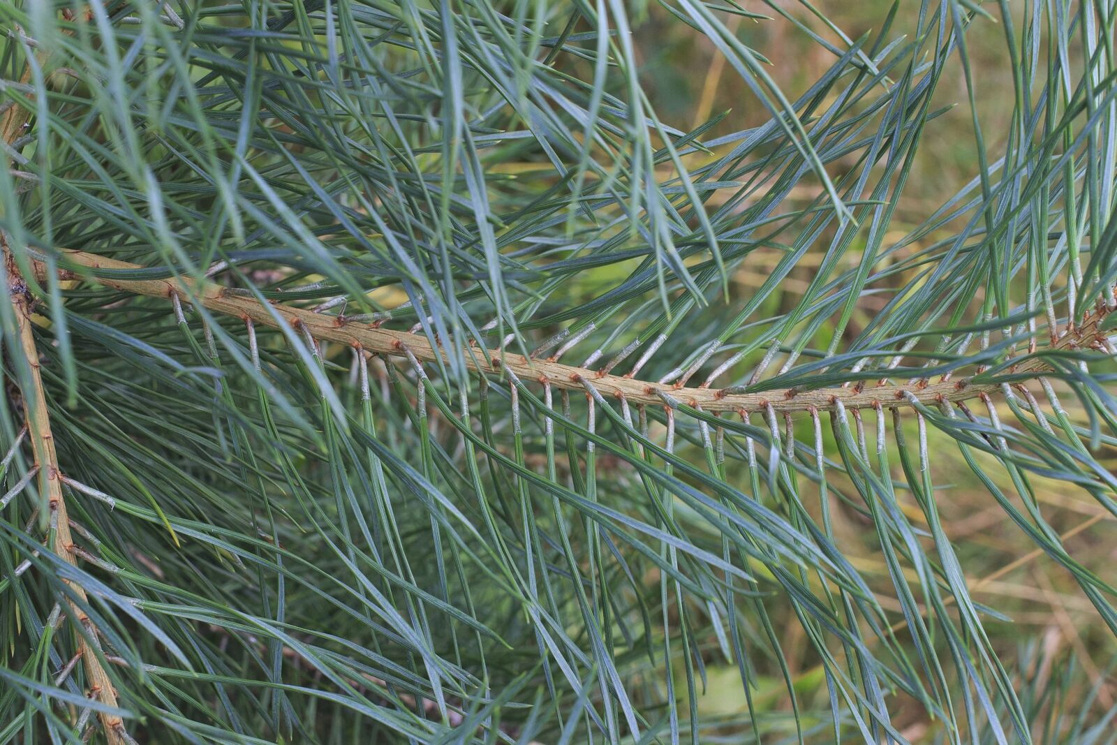 Canon EOS 100D (EOS Rebel SL1 / EOS Kiss X7) sample photo. Branch, plant, fir, flora photography