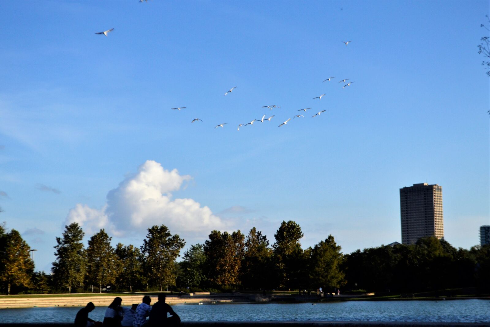 Nikon D3100 sample photo. Flock, birds, family photography