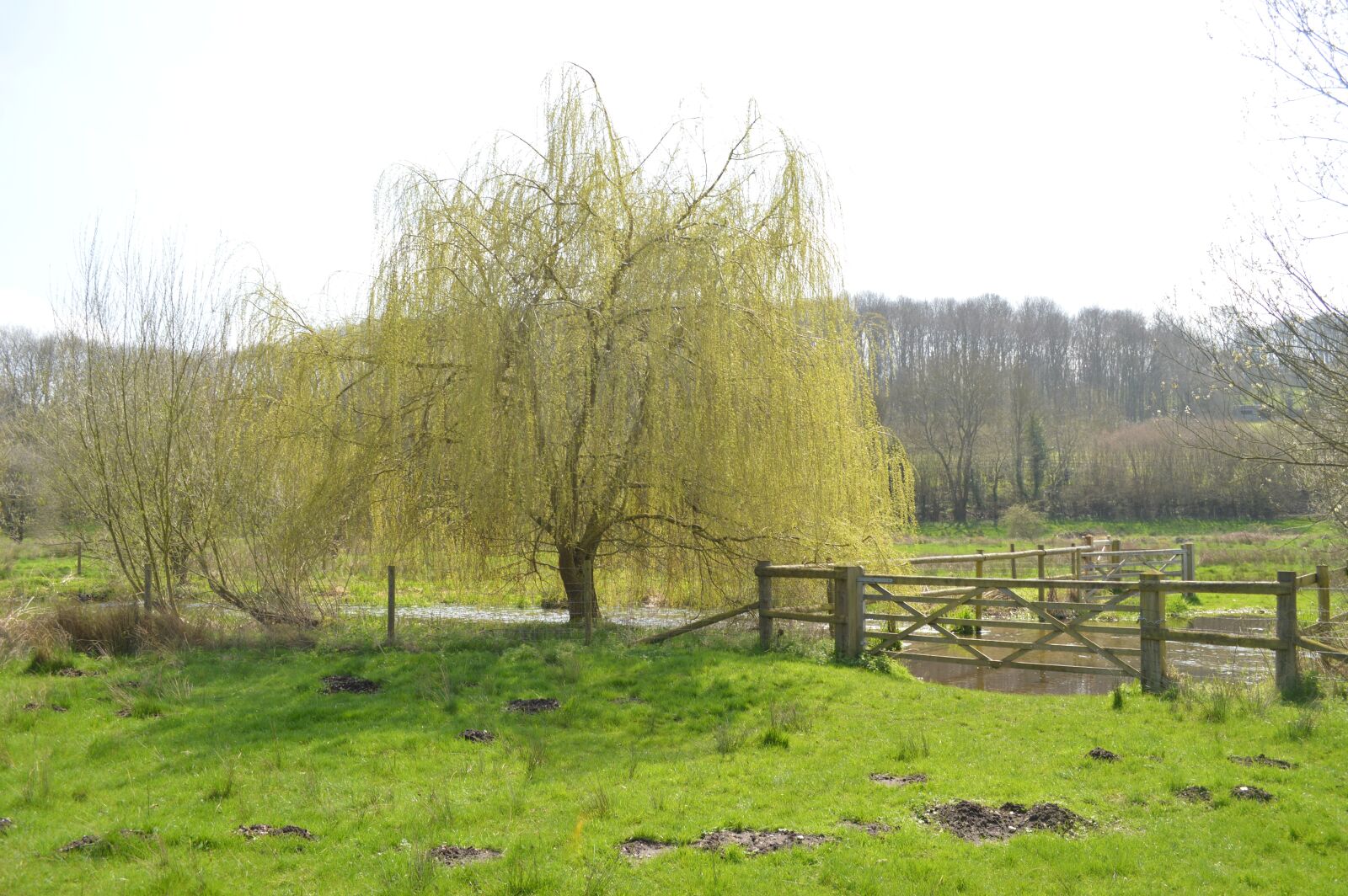 Nikon D3200 sample photo. Tree, nature, landscape photography