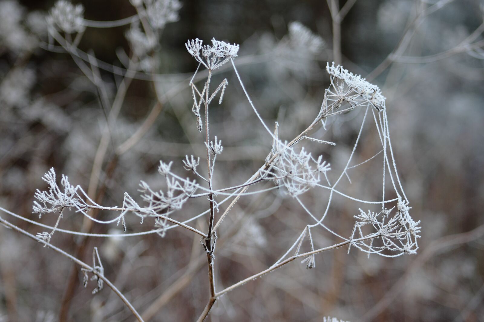 Canon EOS 500D (EOS Rebel T1i / EOS Kiss X3) sample photo. Leann, winter, frost photography