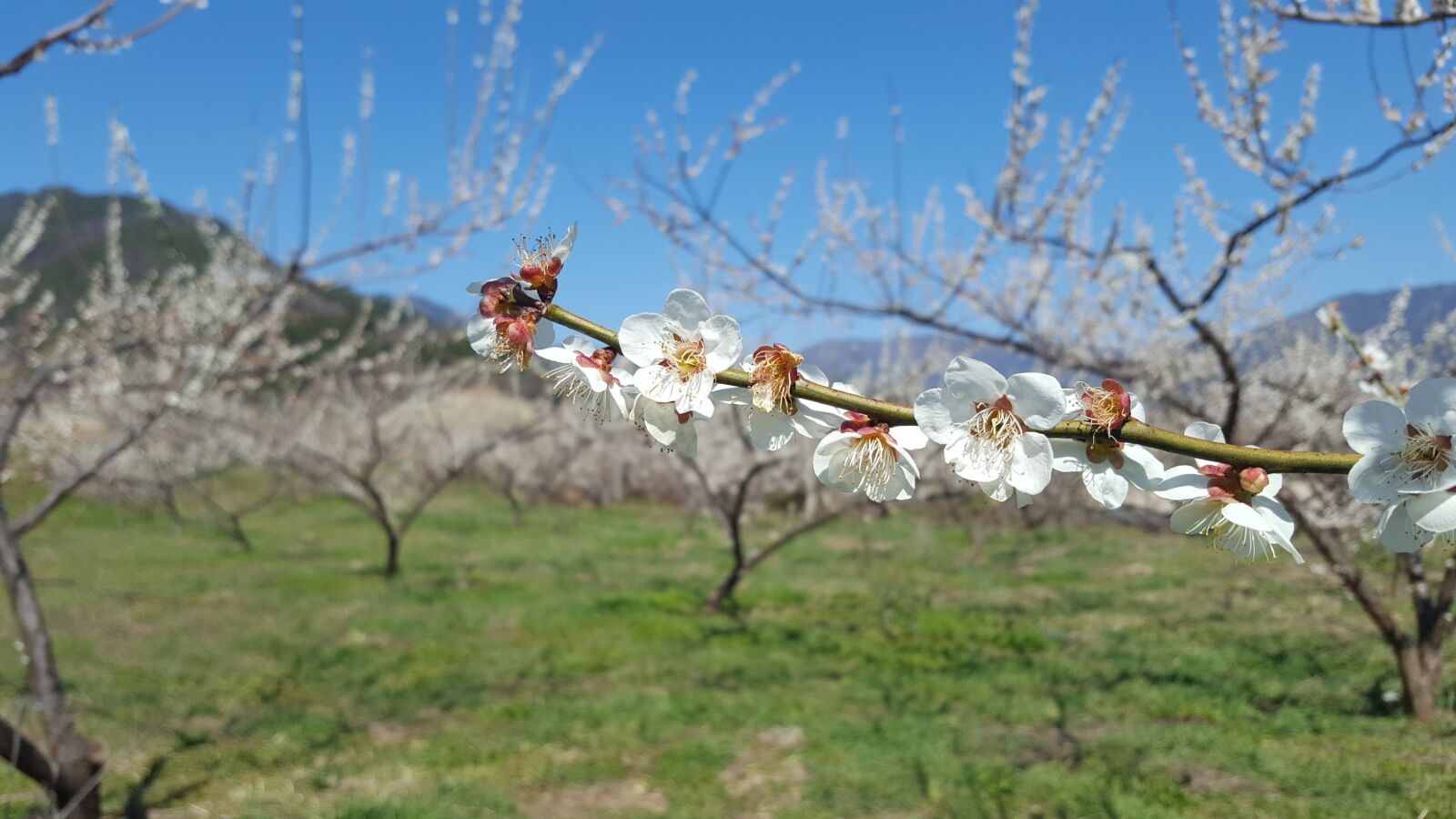 Samsung GALAXY S6 edge sample photo. Gwangyang, the pressure, plum photography