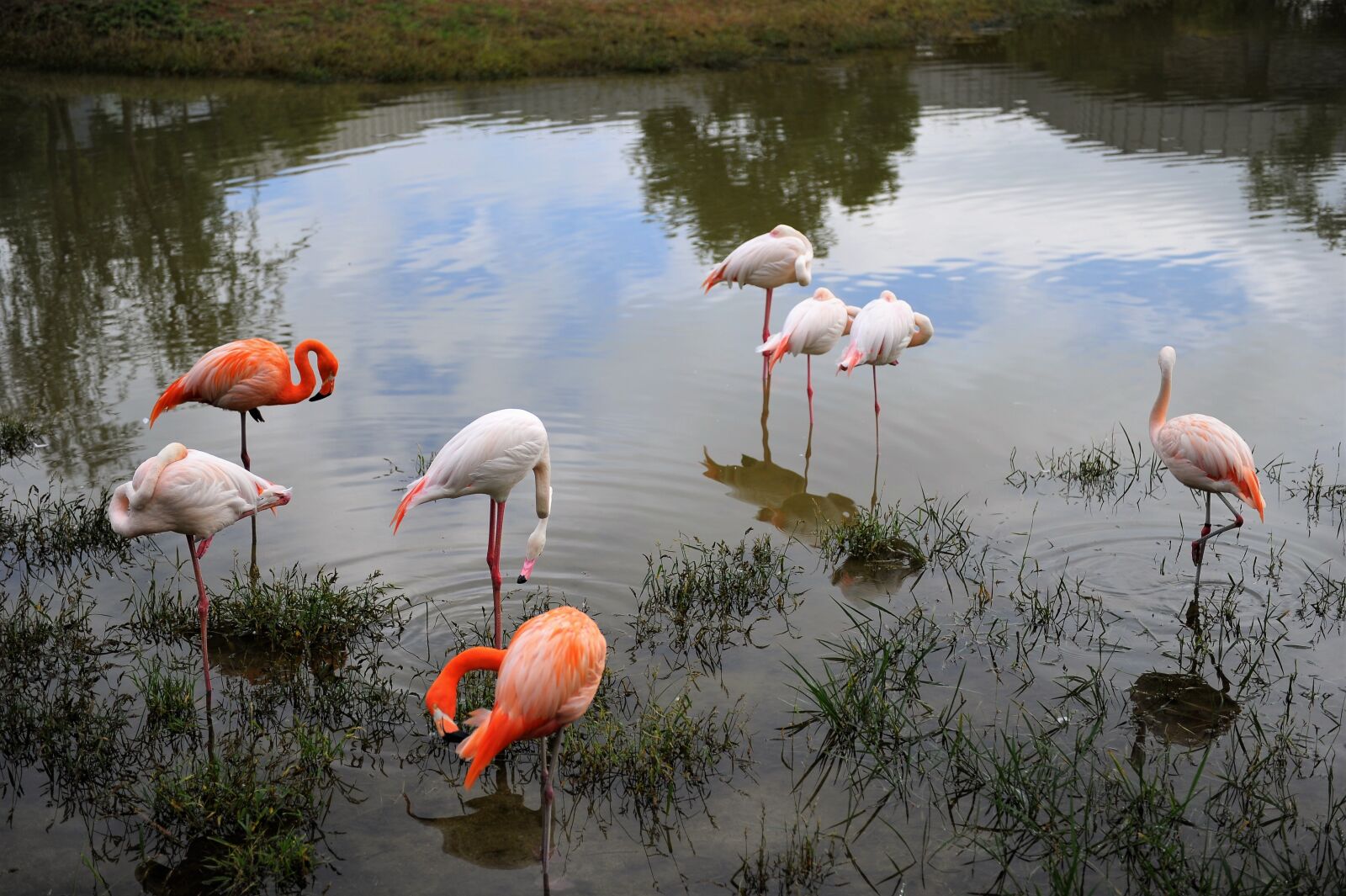Nikon D3S sample photo. Migratory birds, flamingo, birds photography