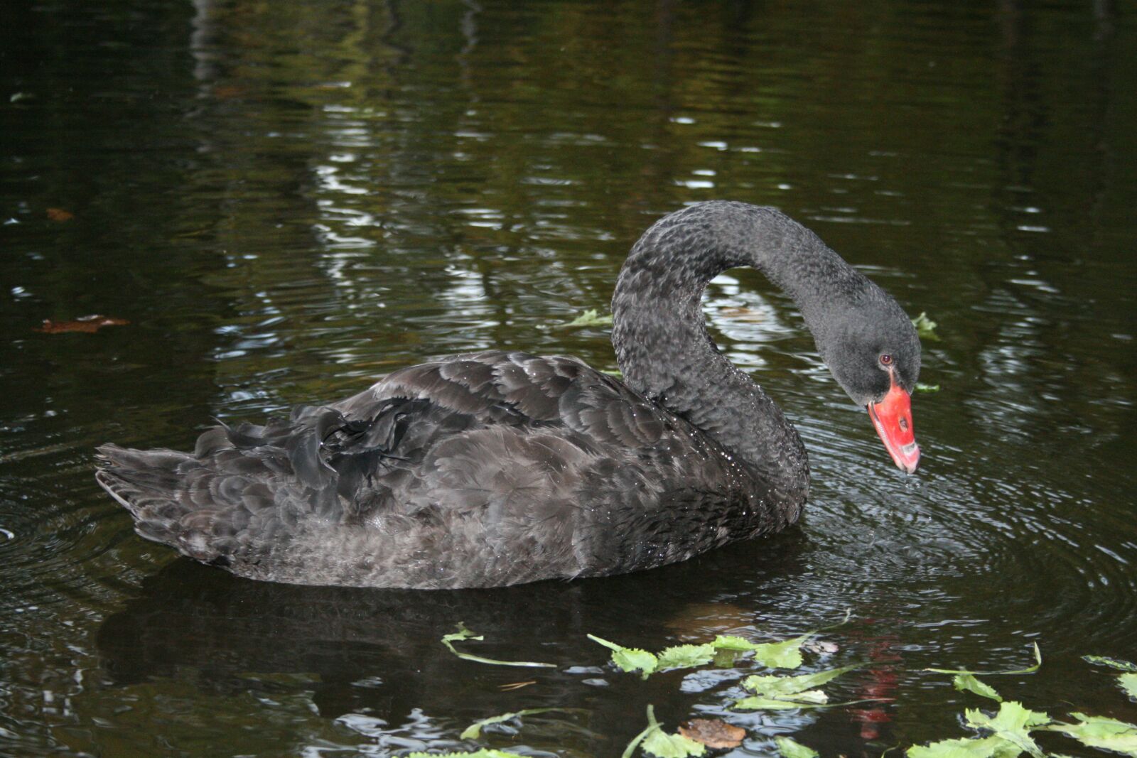 Canon EOS 400D (EOS Digital Rebel XTi / EOS Kiss Digital X) sample photo. Black, swan, nature photography