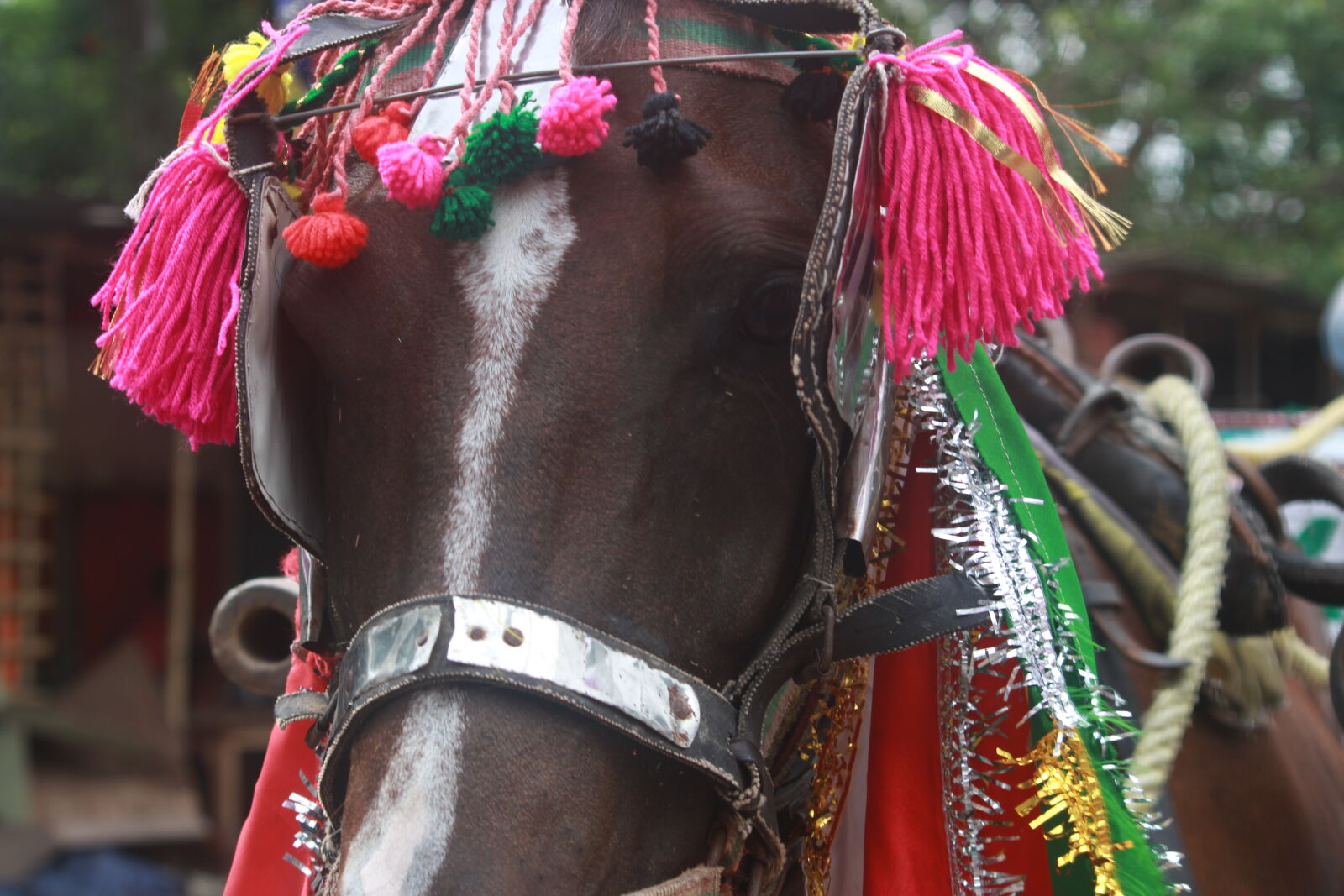 Canon EOS 700D (EOS Rebel T5i / EOS Kiss X7i) sample photo