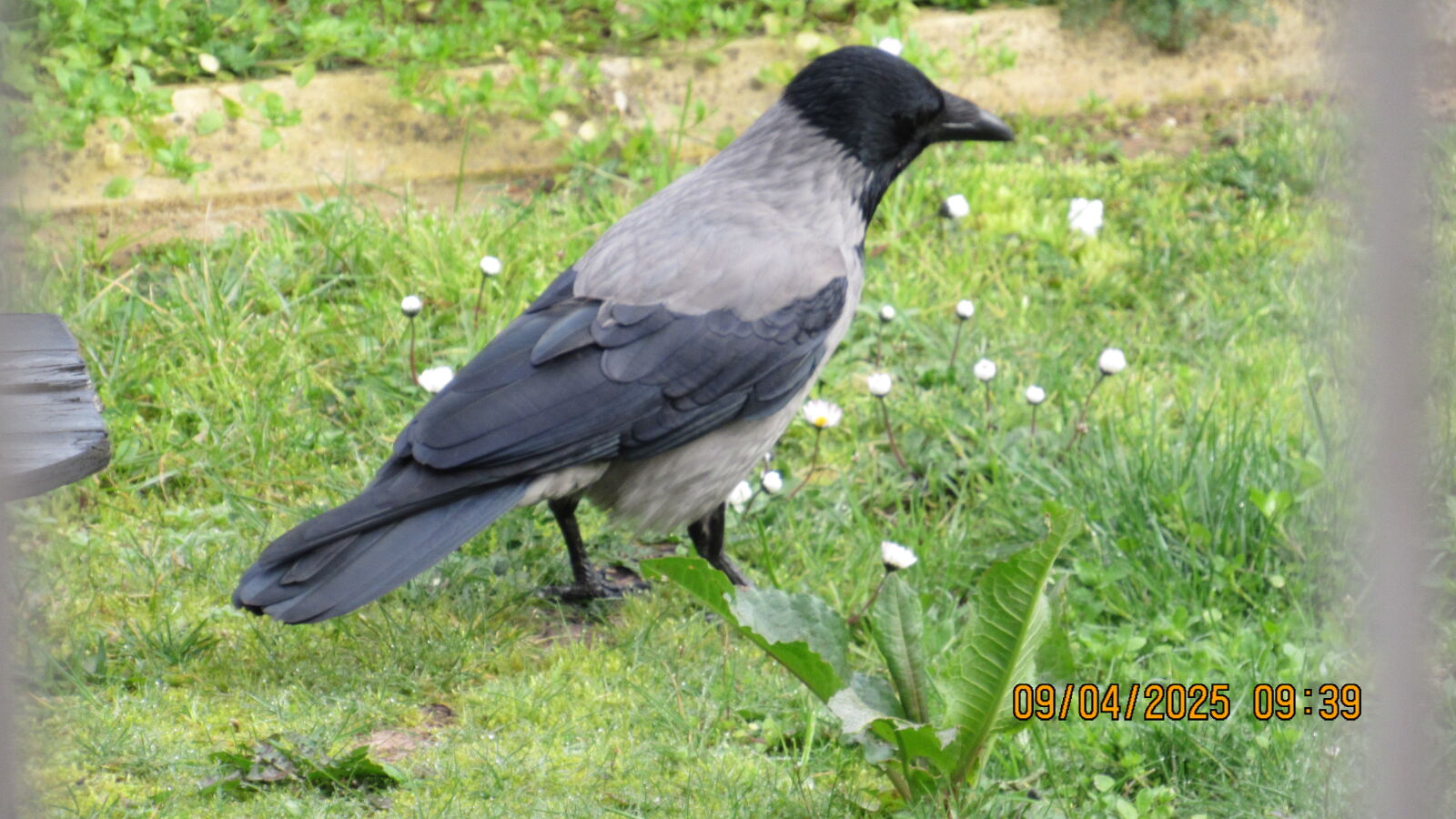 Canon PowerShot SX520 HS sample photo
