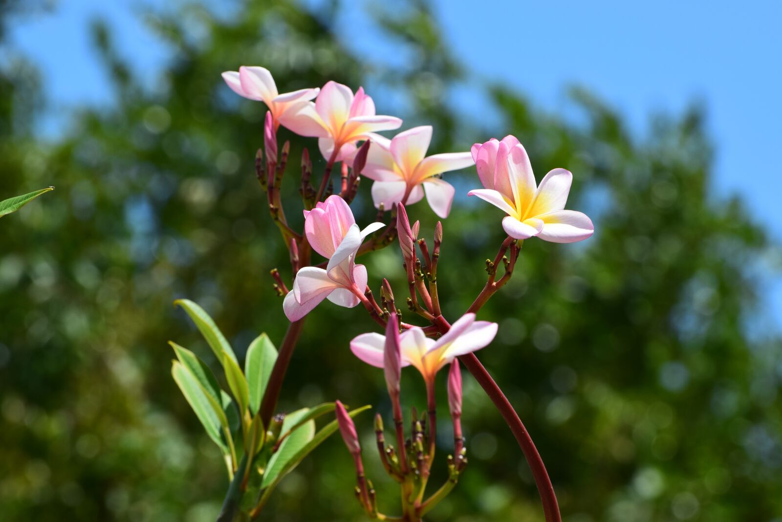 Nikon D3300 sample photo. Flower, blossom, caribbean photography