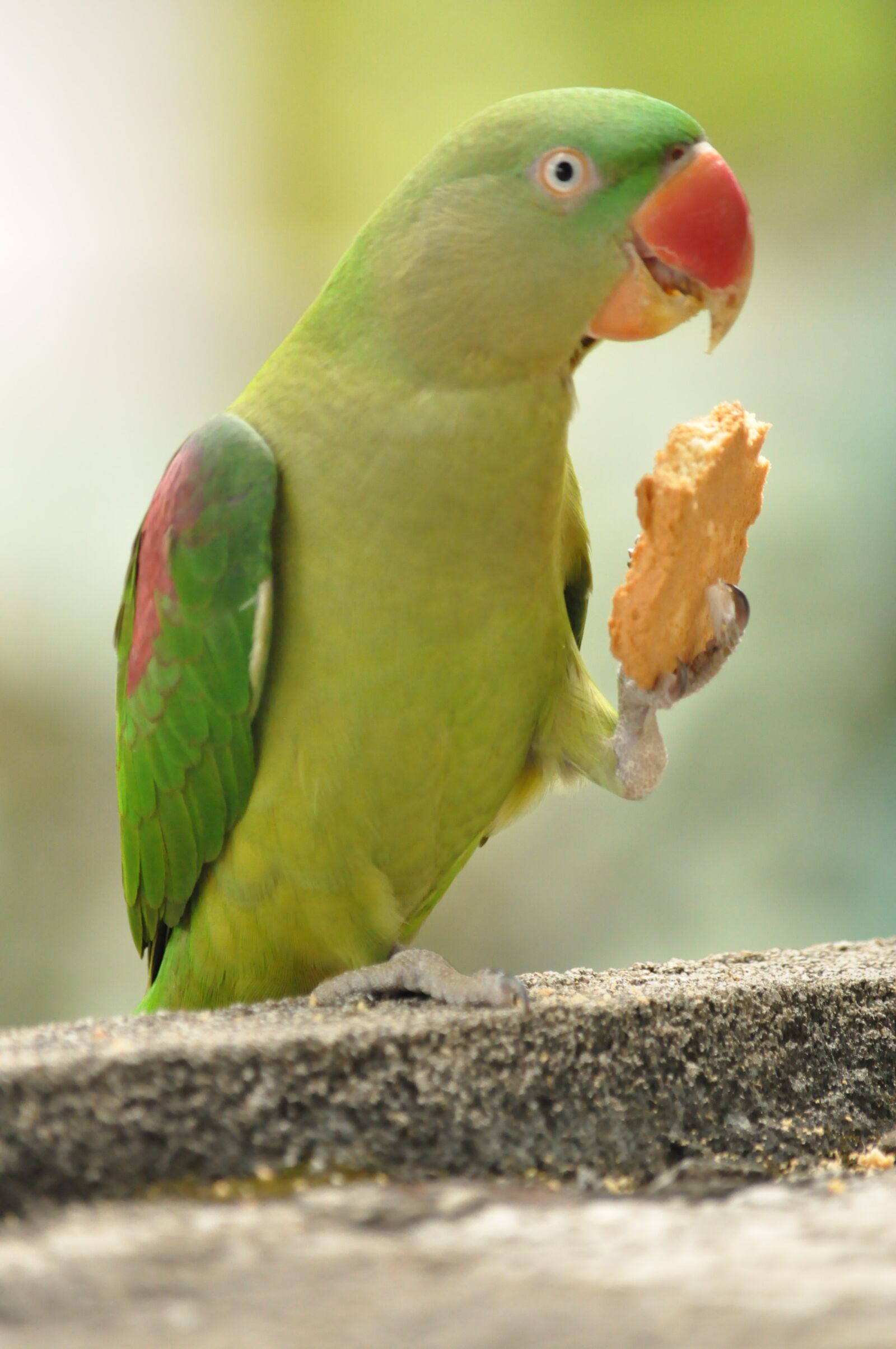 Nikon D90 sample photo. Nature, bird, wild photography