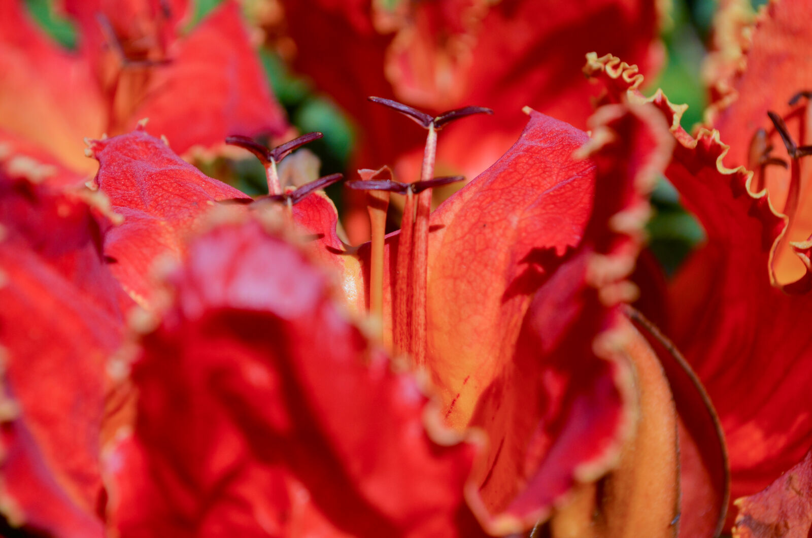 Nikon D5100 sample photo. Colombia, flor, flower, green photography