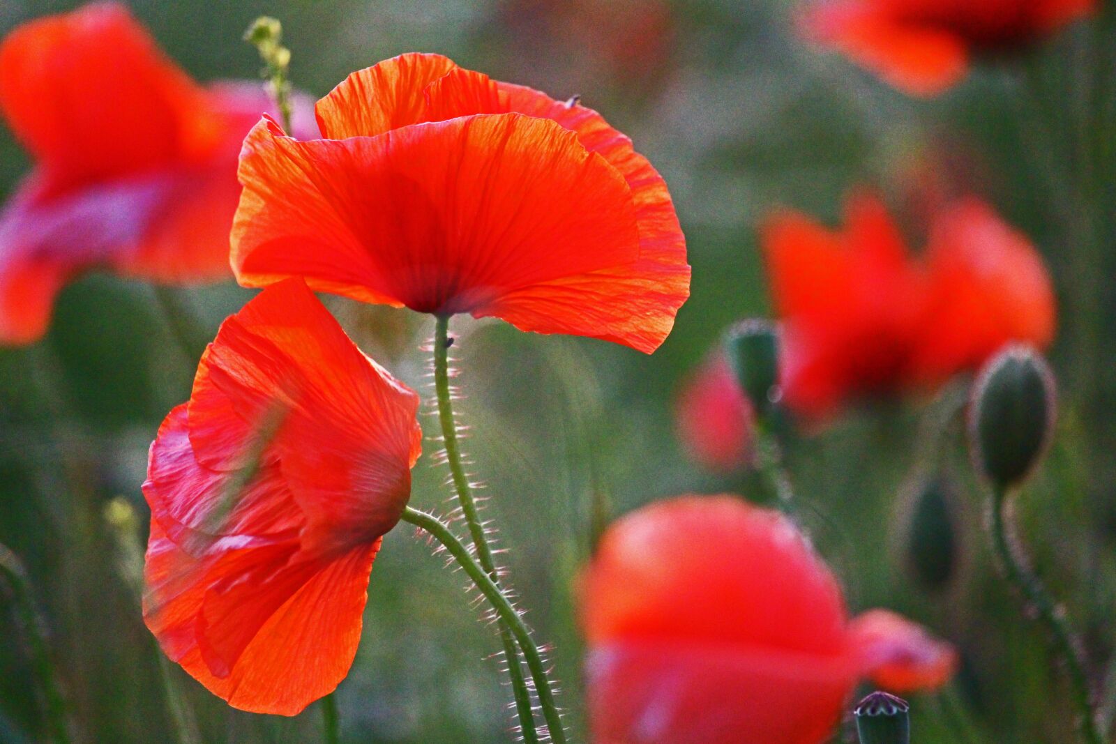 Canon EF-S 55-250mm F4-5.6 IS STM sample photo. Flower meadow, klatschmohn, nature photography