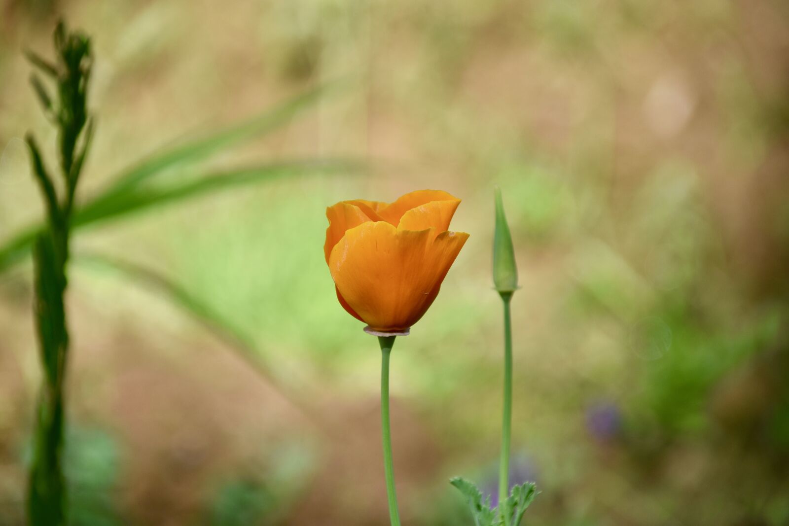 Nikon D5600 sample photo. Flower, flower color yellow photography
