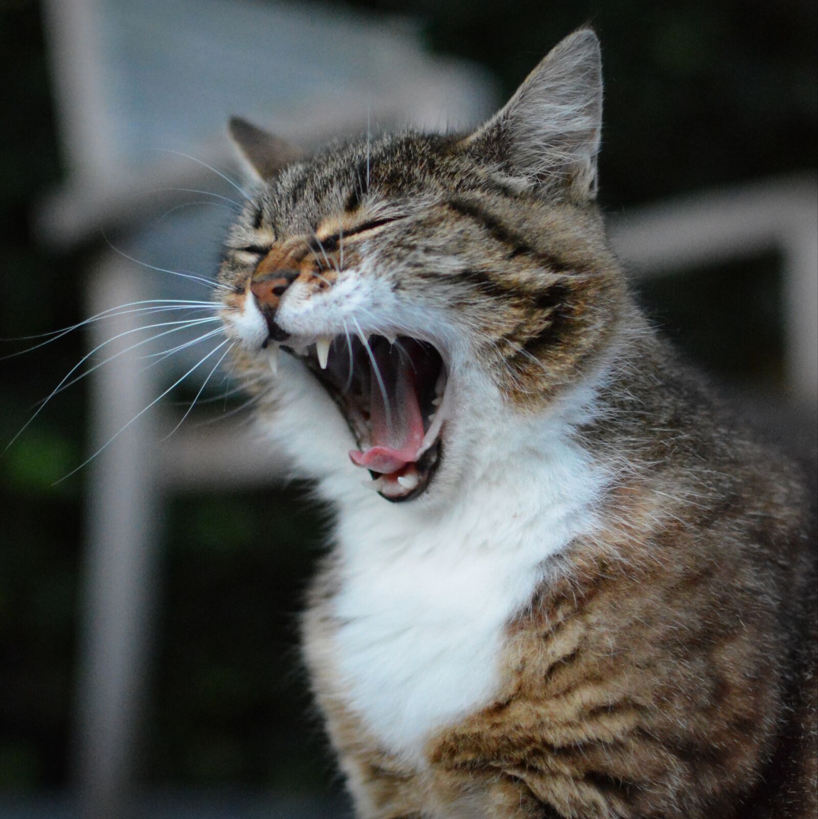 Nikon D5200 sample photo. Cat, animal, cats photography