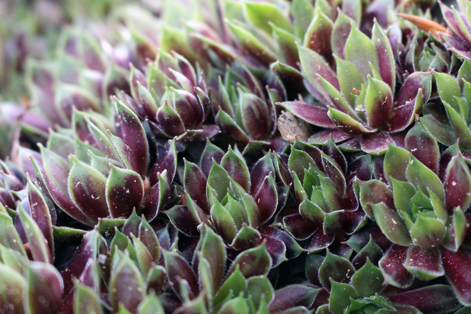 Canon EOS 700D (EOS Rebel T5i / EOS Kiss X7i) sample photo. Plant, nature, flower photography