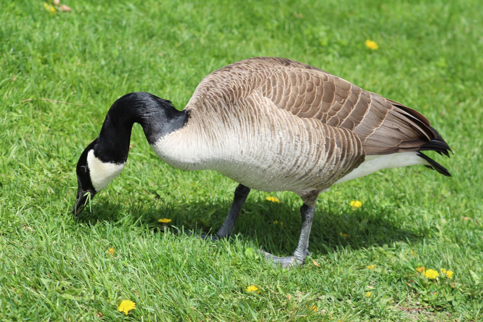 Canon EF 75-300mm f/4-5.6 USM sample photo. Bird, wild, duck photography