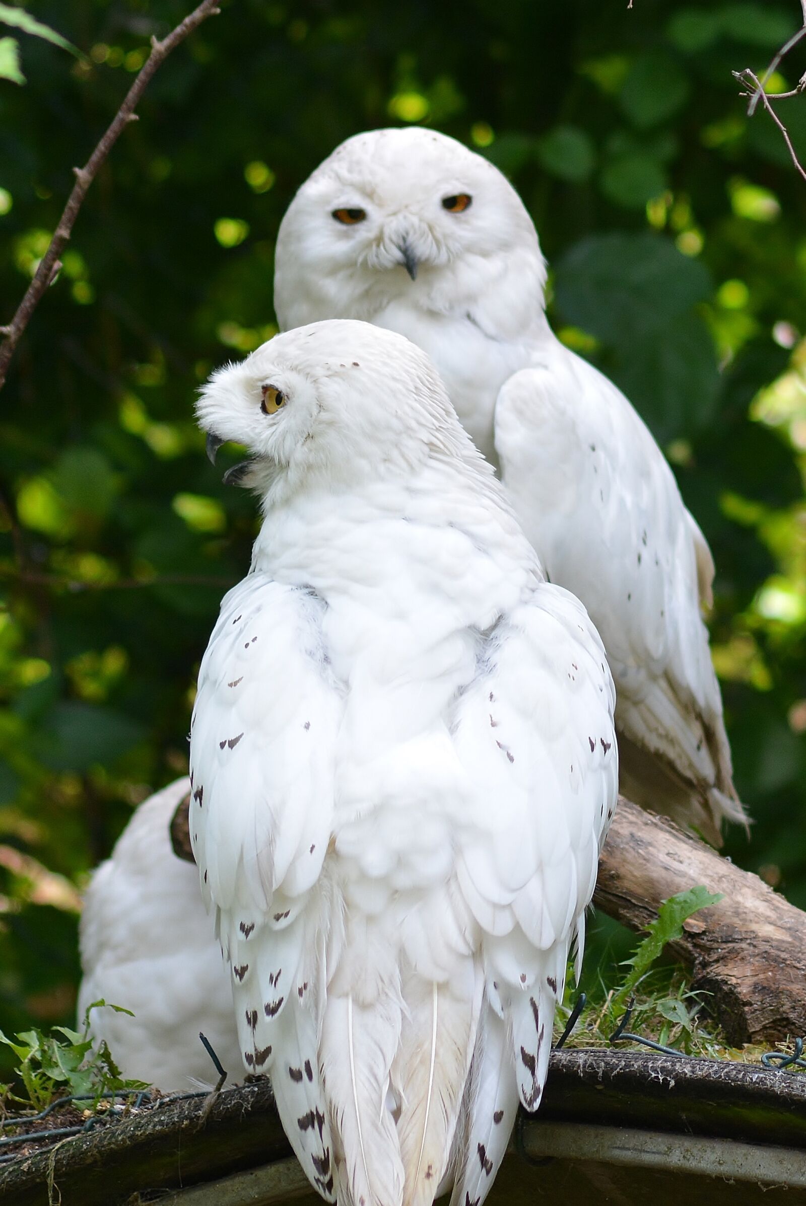 Nikon D5200 sample photo. Nature, owl photography