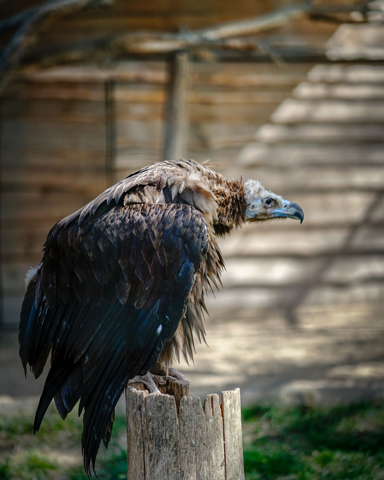 Sony a7 II + Sony FE 85mm F1.8 sample photo. Griffin, bird, vulture photography