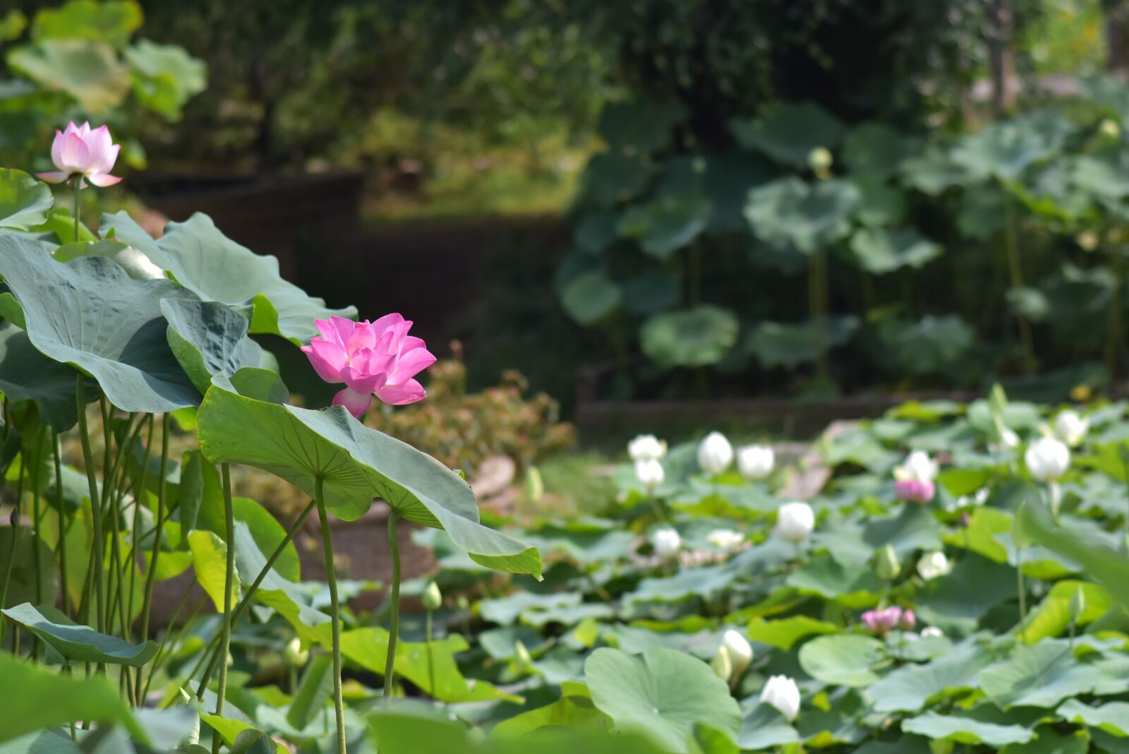 Nikon D7200 sample photo. Lotus lake, blooming, fragrant photography