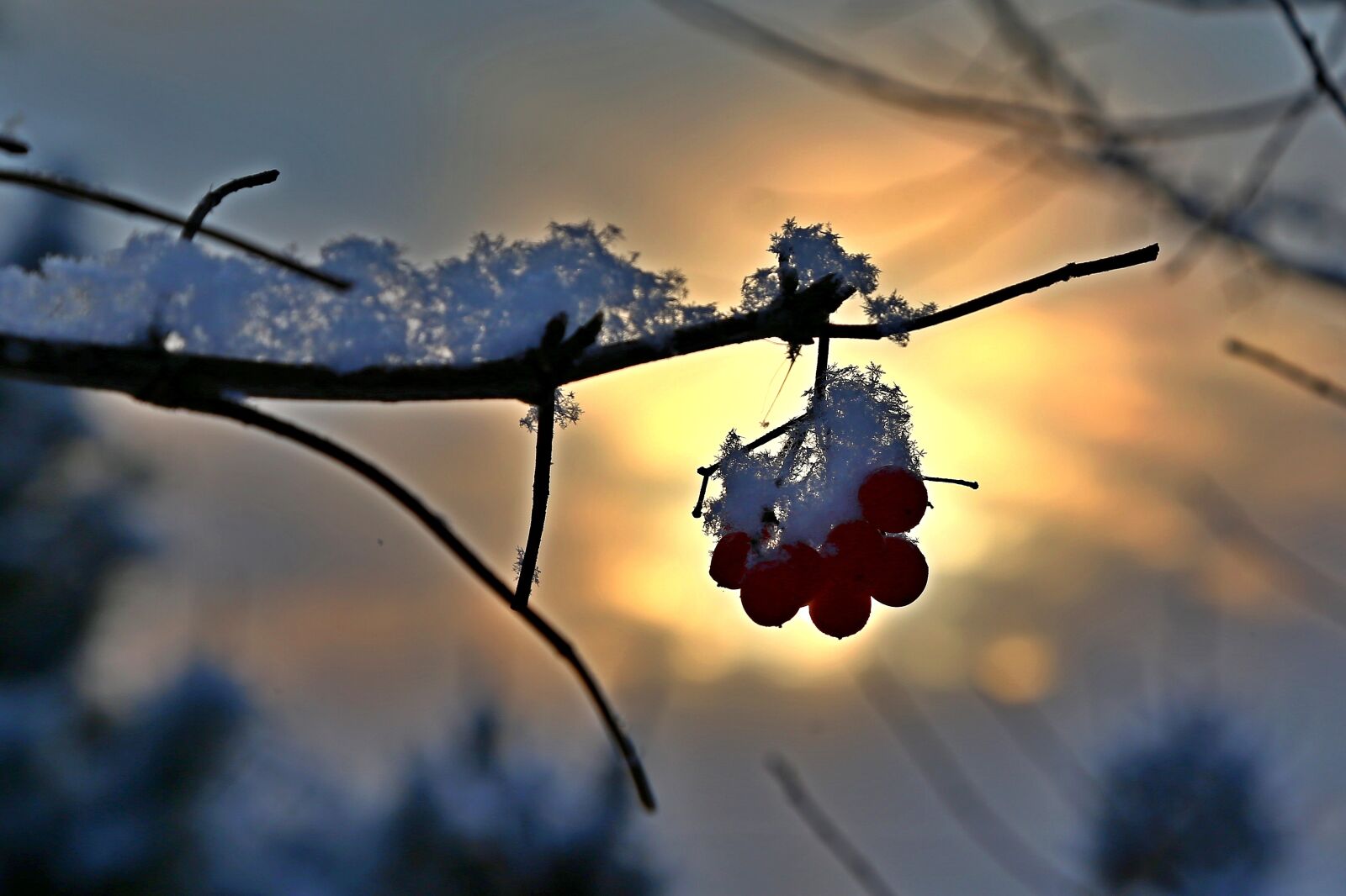 Canon EOS 6D + Canon EF 24-105mm F4L IS USM sample photo. Nature, outdoors, winter photography