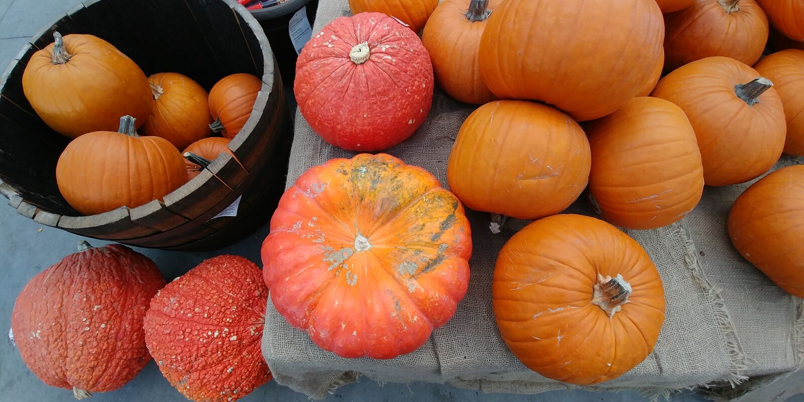 LG G6 sample photo. Pumpkins, autumn, orange photography