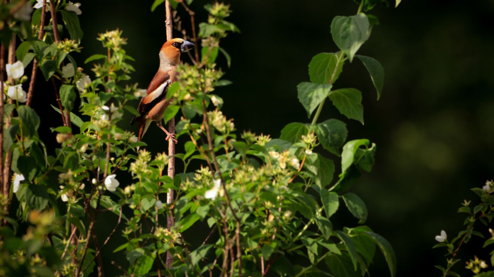 150-600mm F5-6.3 DG OS HSM | Contemporary 015 sample photo. Core beisser, branch, small photography