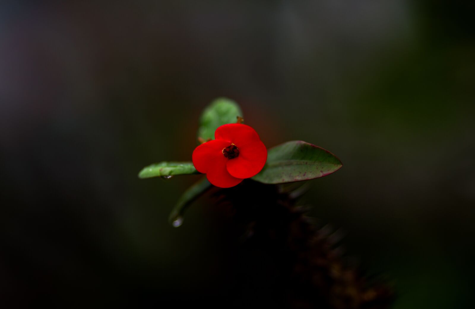 Canon EOS 5D Mark II sample photo. Nature, flowers, spring photography