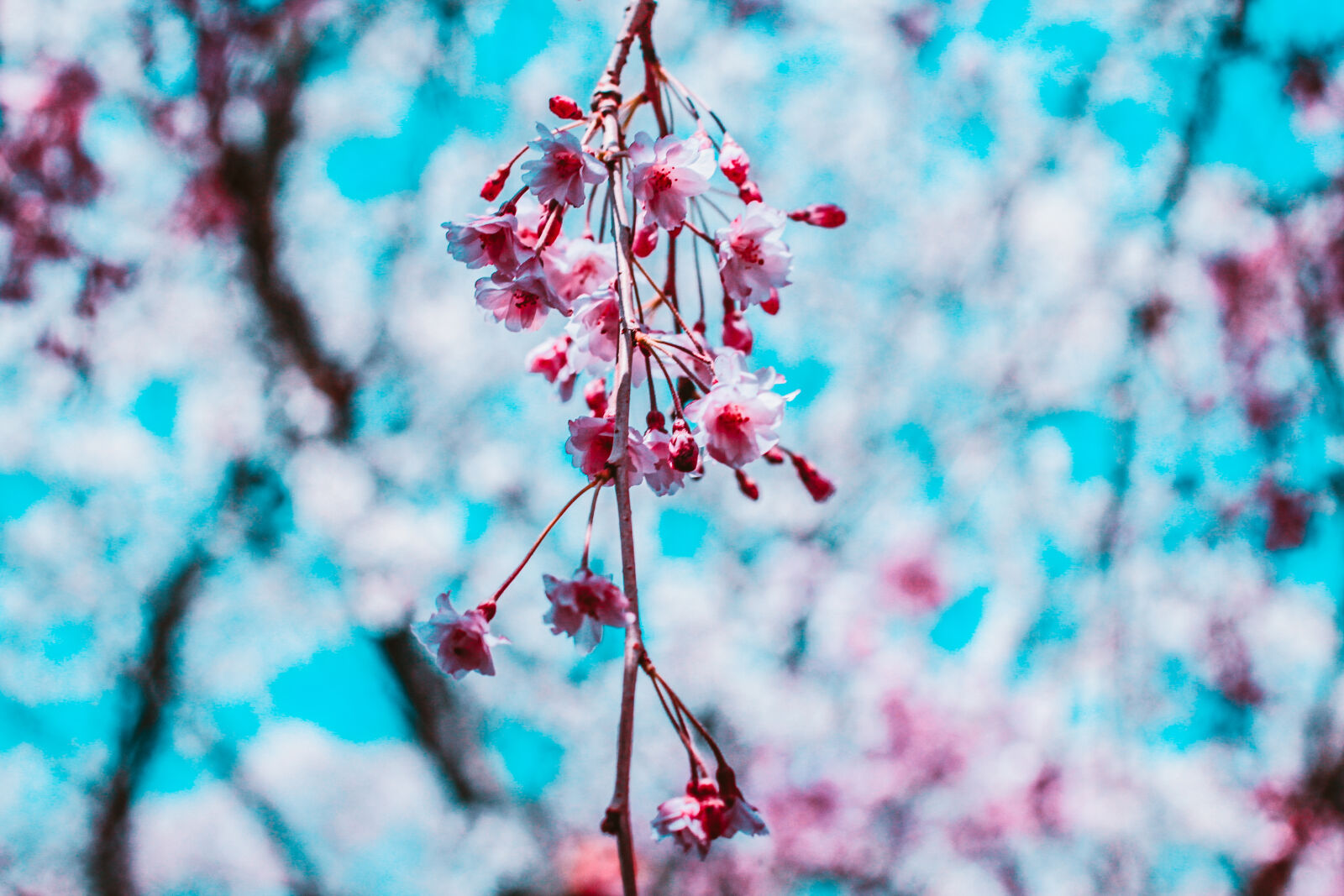 Canon EOS 600D (Rebel EOS T3i / EOS Kiss X5) + Canon EF 50mm F1.4 USM sample photo. Beautiful, flowers, cherry, blossom photography