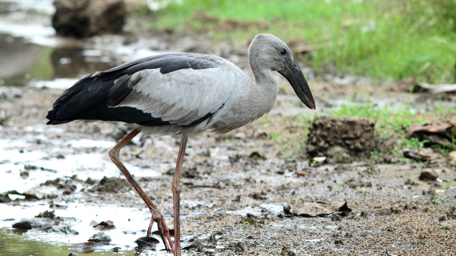 Canon EOS 1300D (EOS Rebel T6 / EOS Kiss X80) sample photo. Asian, openbill, stork photography
