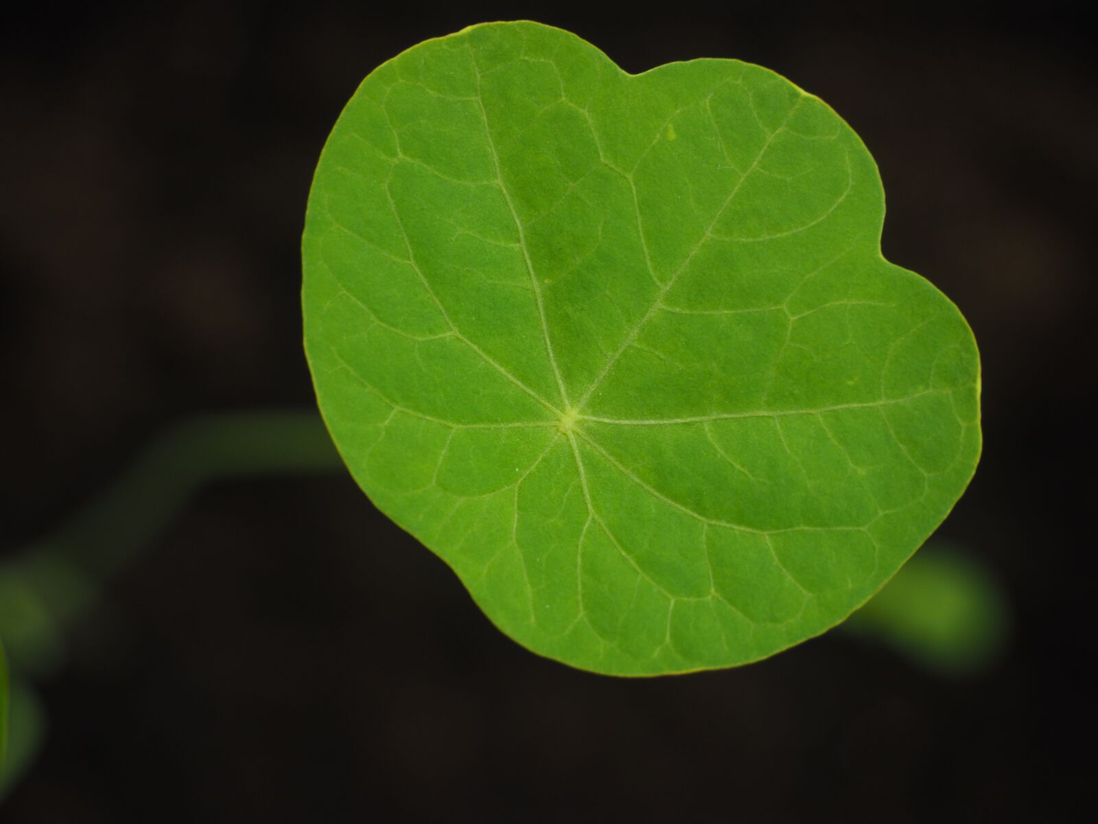 Olympus OM-D E-M1 + Olympus M.Zuiko Digital ED 12-40mm F2.8 Pro sample photo. Leaf, green, tropaeolum majus photography