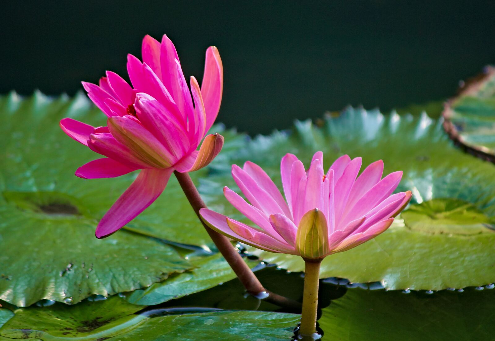 Canon EOS 550D (EOS Rebel T2i / EOS Kiss X4) sample photo. Waterlilies, flowers, water photography
