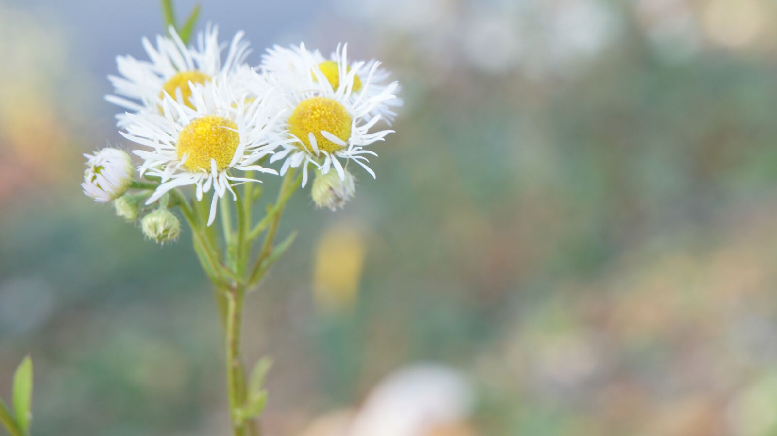 Sony Alpha NEX-5 sample photo. Flowers, chamomile, white photography