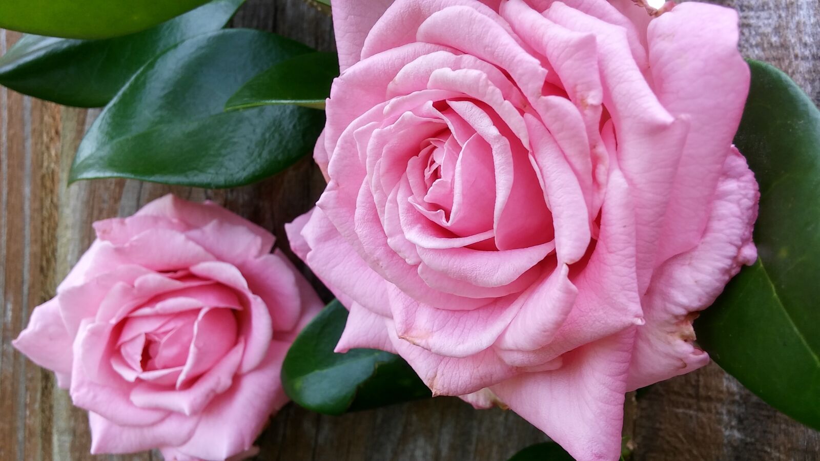 LG G STYLO sample photo. Two roses, green leaves photography